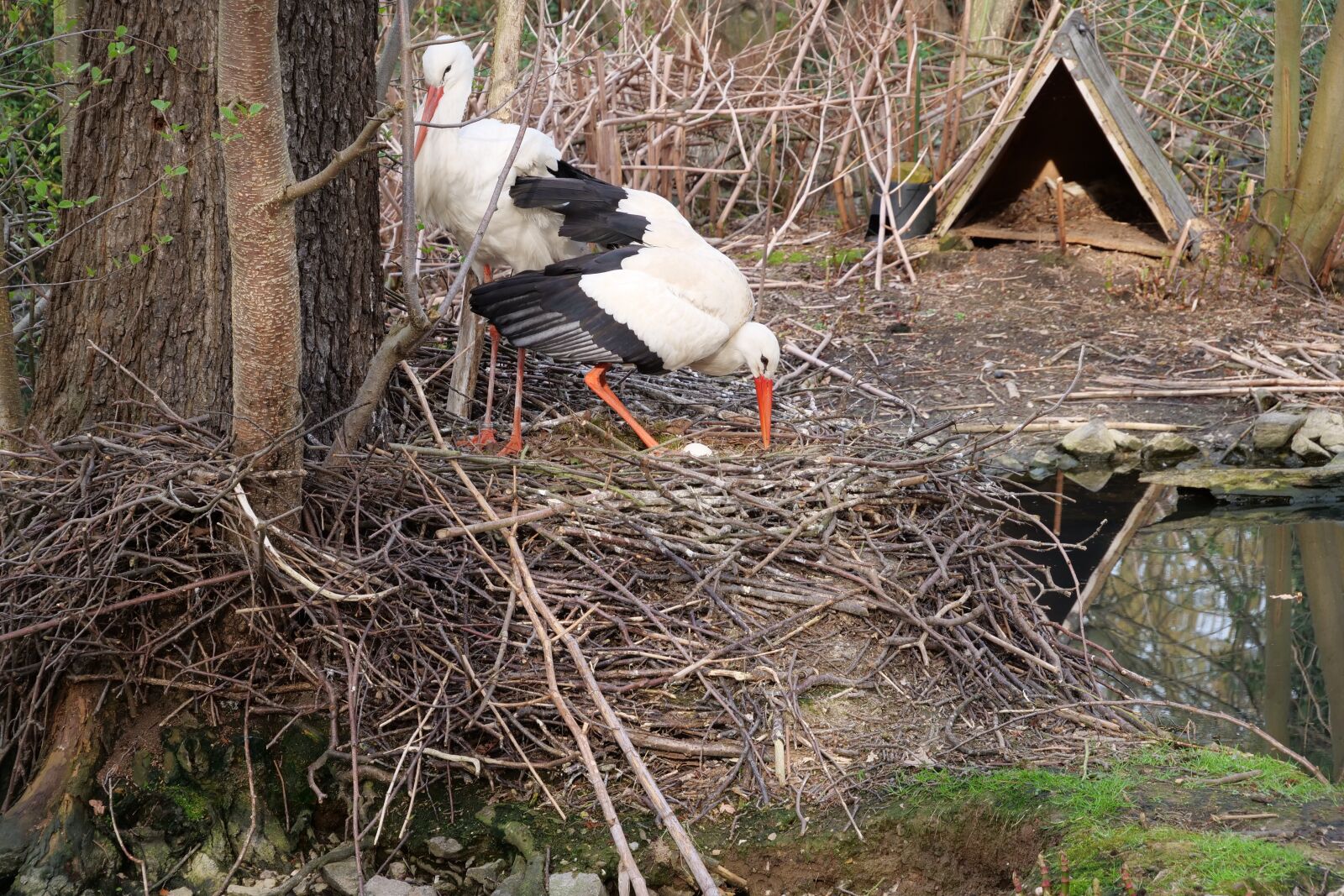 Panasonic Lumix DC-G9 sample photo. Nature, wood, bird photography