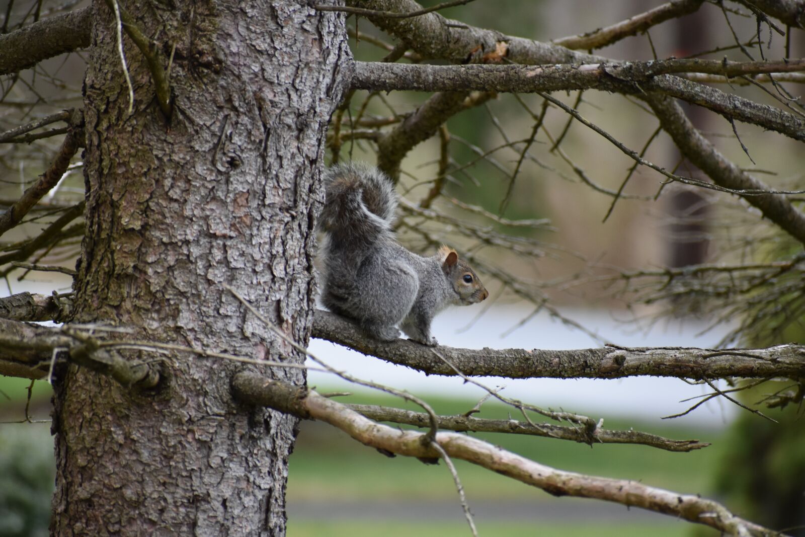 Nikon D3400 sample photo. Squirrel, tree, spring photography