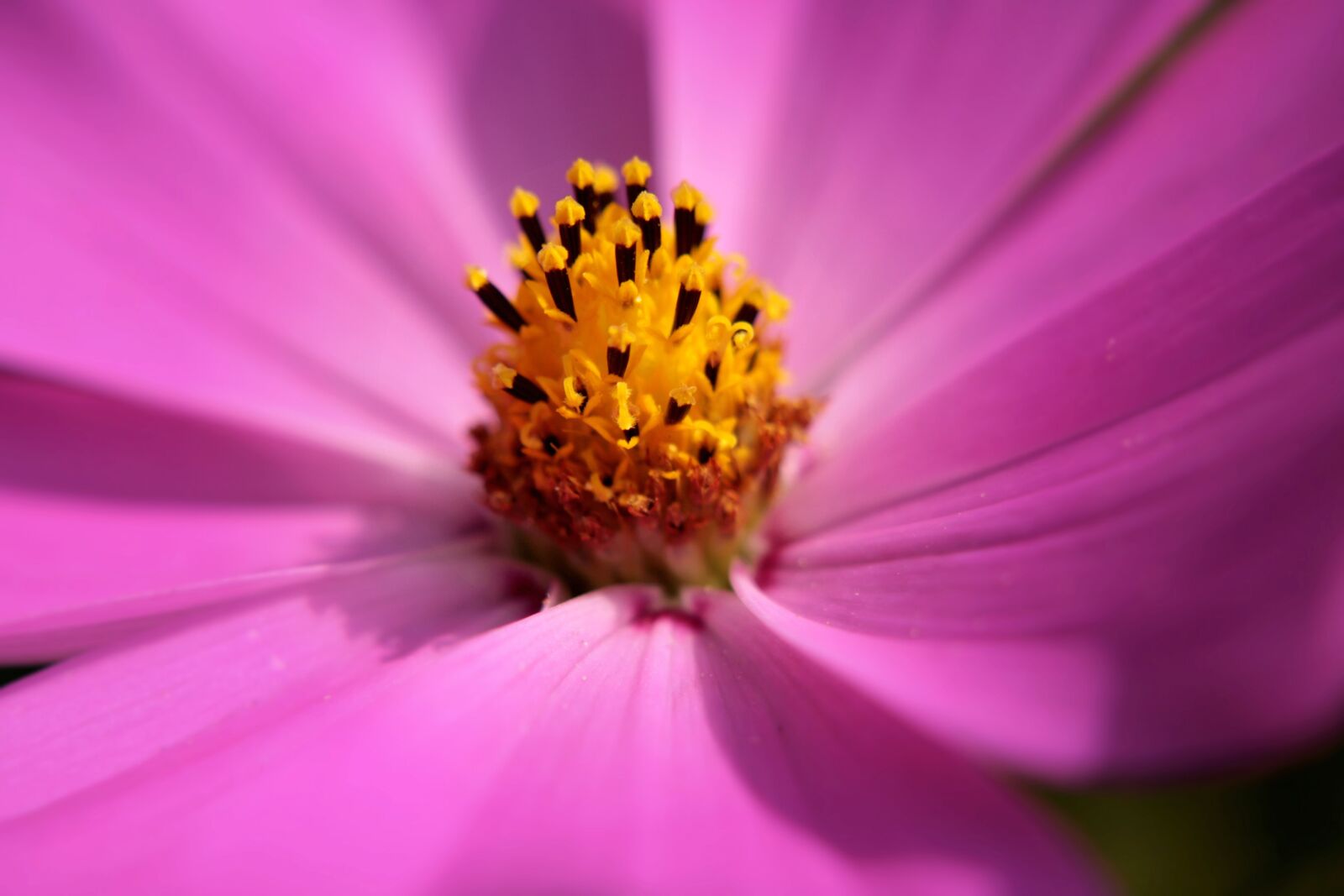 Canon EOS 400D (EOS Digital Rebel XTi / EOS Kiss Digital X) sample photo. Cosmea, flower, pink photography