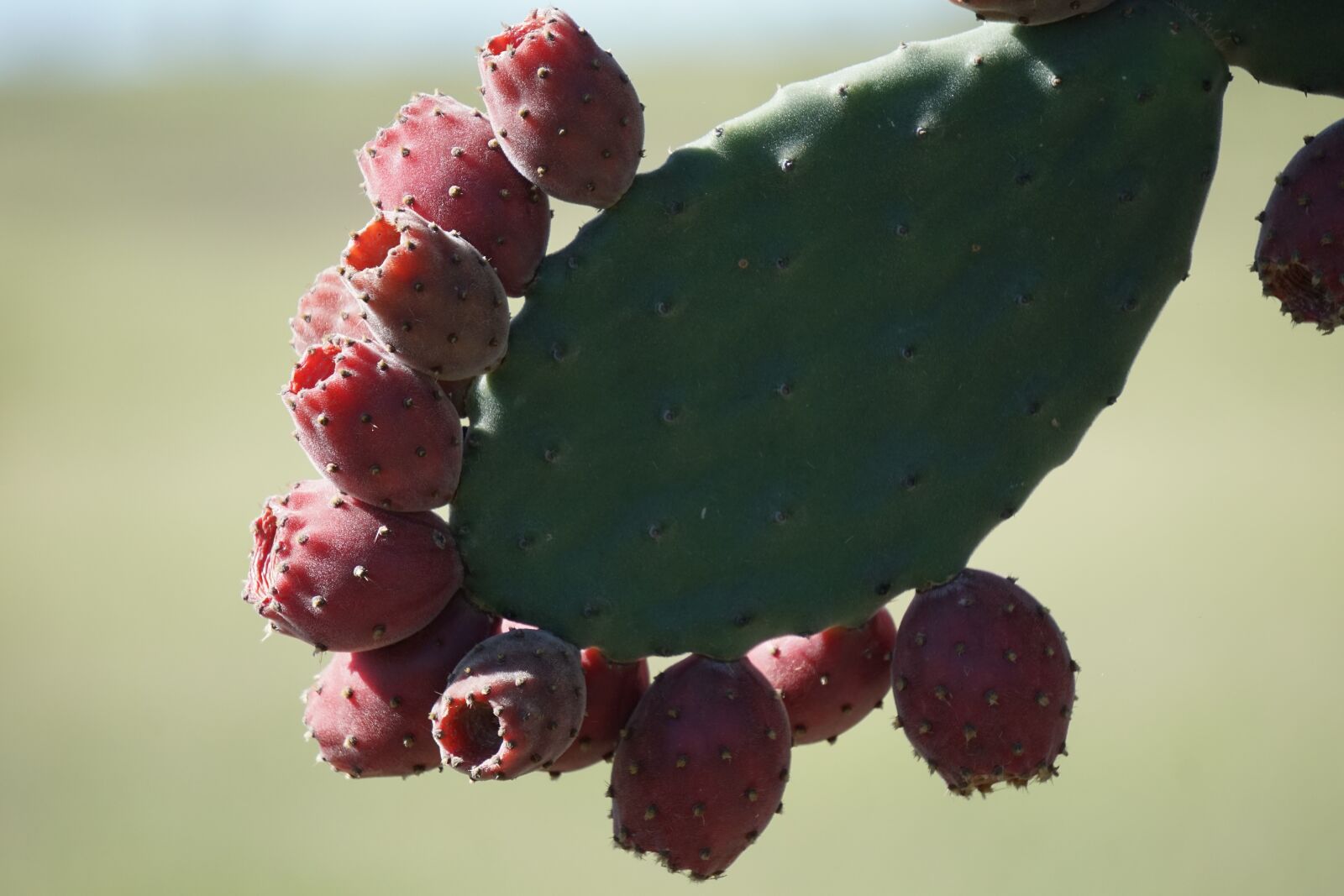 Sony E 55-210mm F4.5-6.3 OSS sample photo. Velvety tree pear, opuntia photography