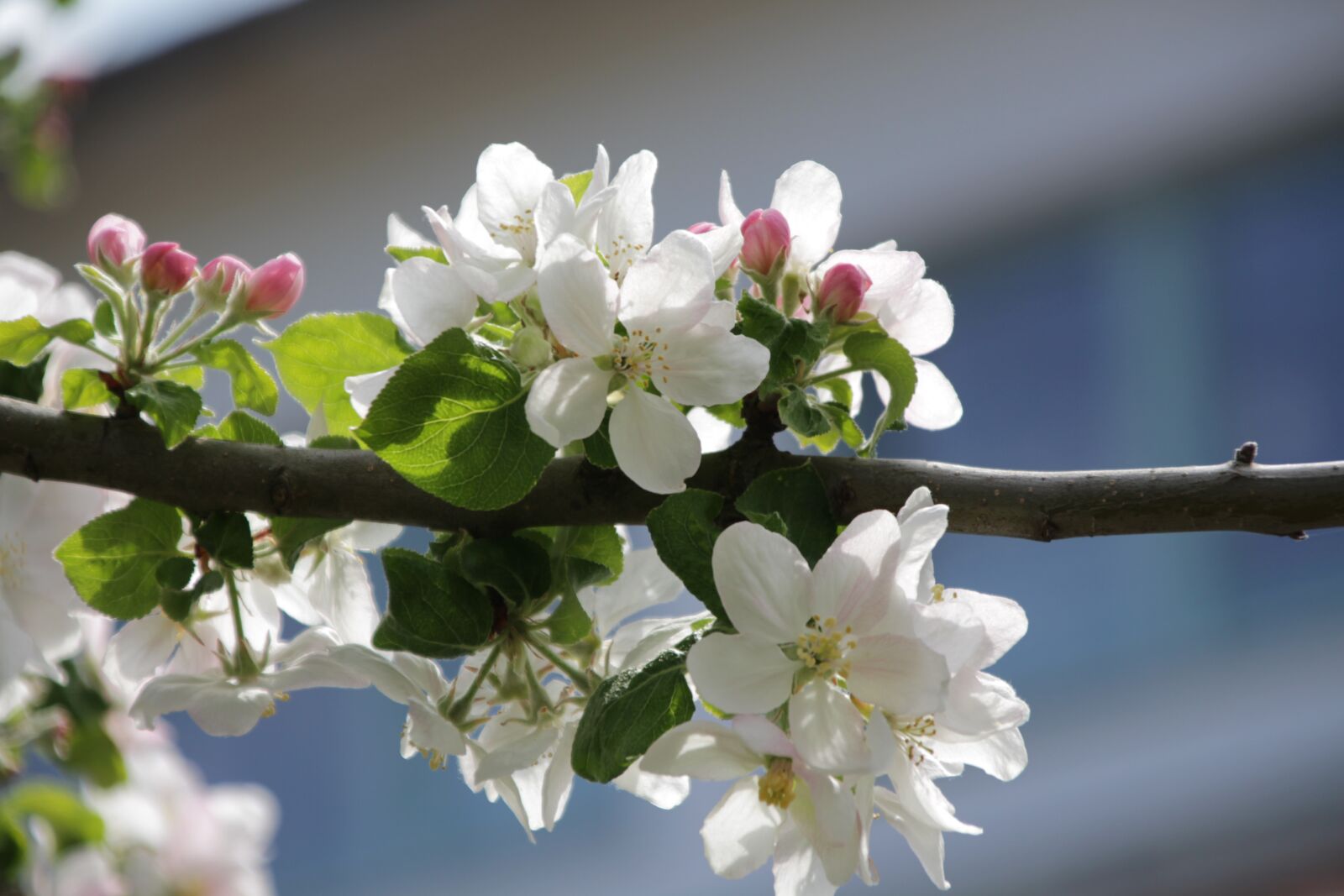 Canon TS-E 90mm F2.8 Tilt-Shift sample photo. Blossom, bloom, apple blossoms photography