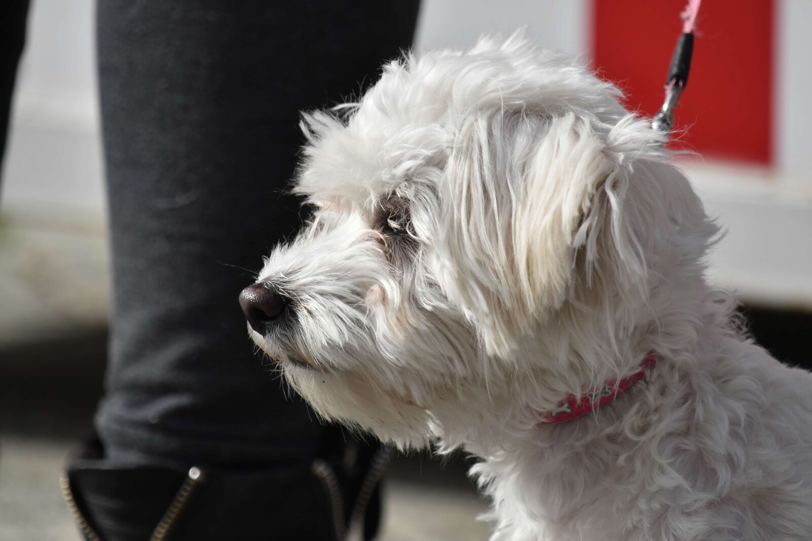 Nikon D5500 sample photo. Adorable, dog, pedigree, white photography