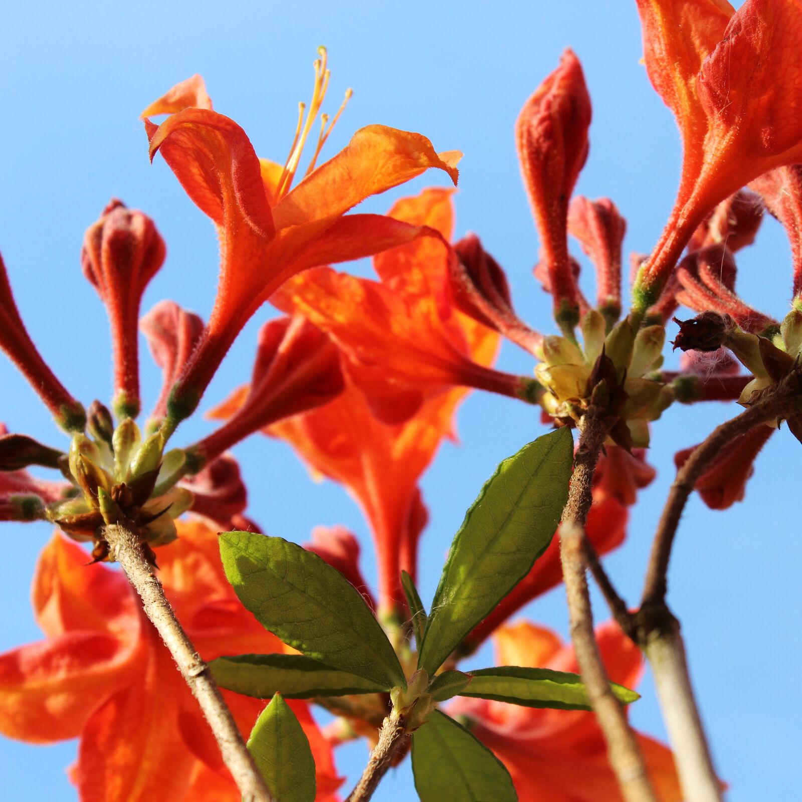 Canon EOS 1300D (EOS Rebel T6 / EOS Kiss X80) sample photo. Flower, garden, orange photography