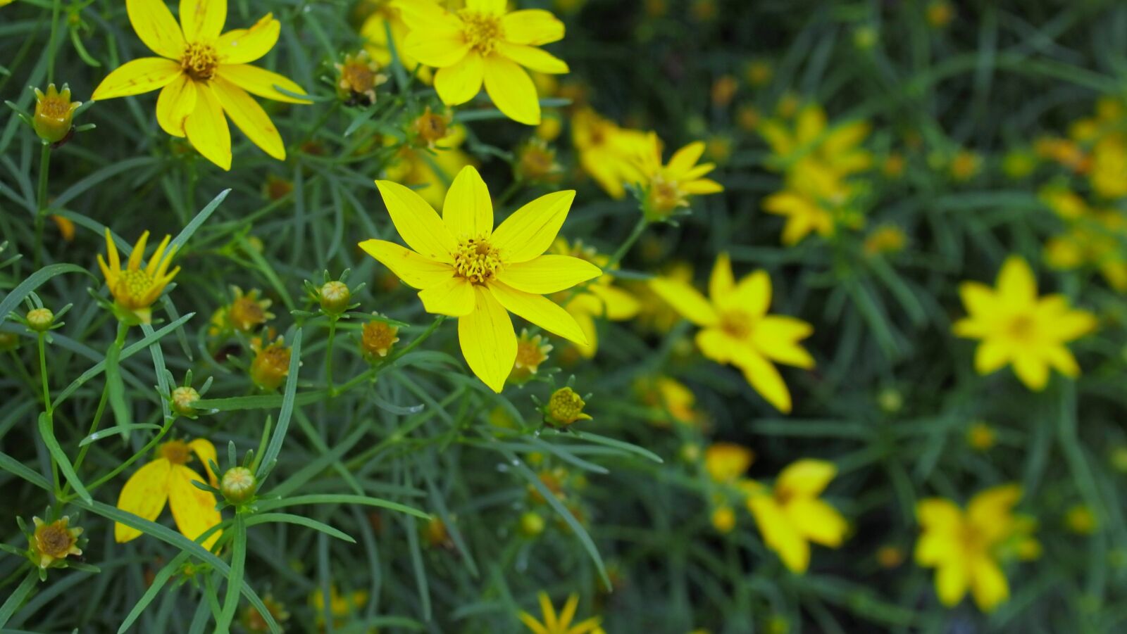 YI TECHNOLOGY M1 sample photo. Yellow, flower, yellow flower photography