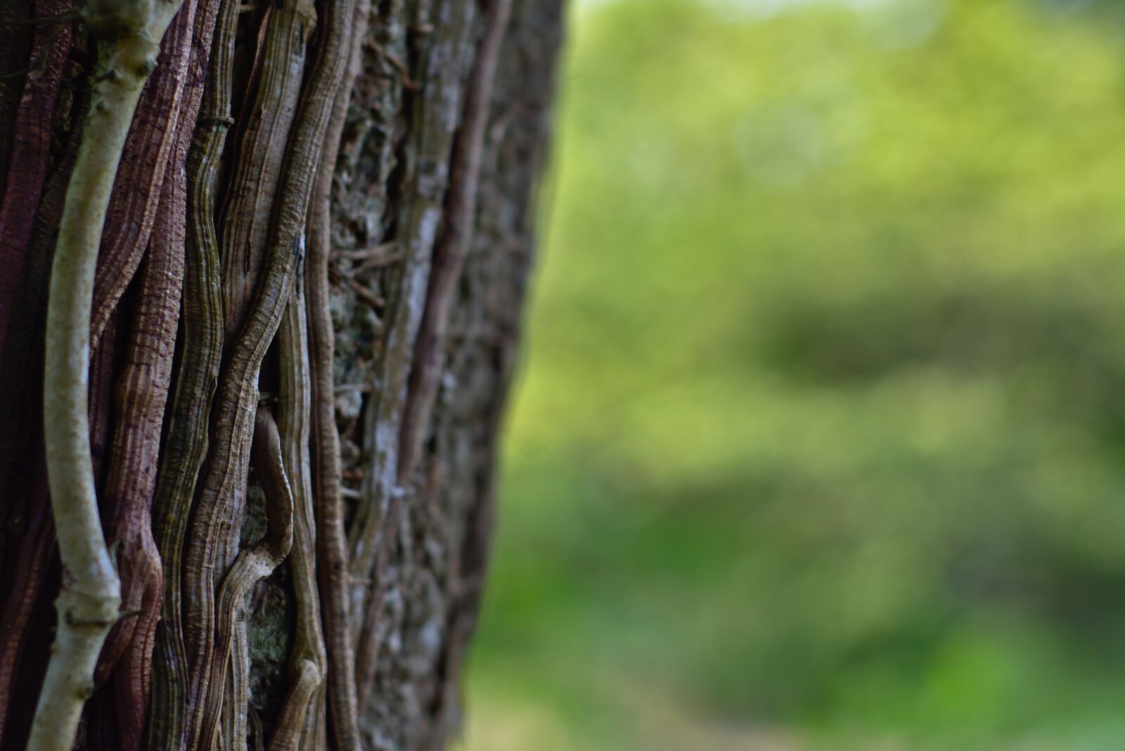 Nikon D7200 sample photo. Wood, vines, nature photography