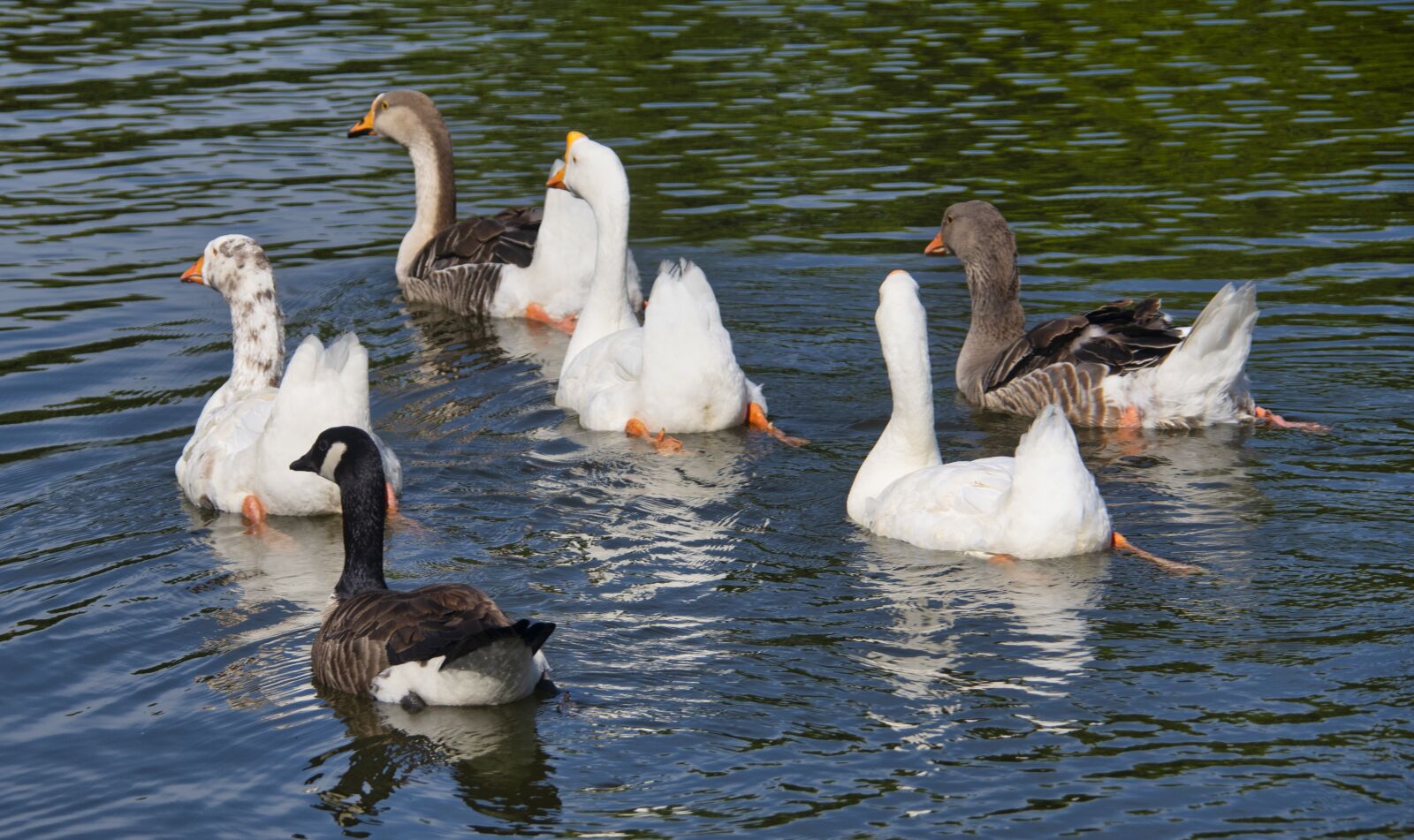 Nikon D850 sample photo. Geese, goose, birds photography