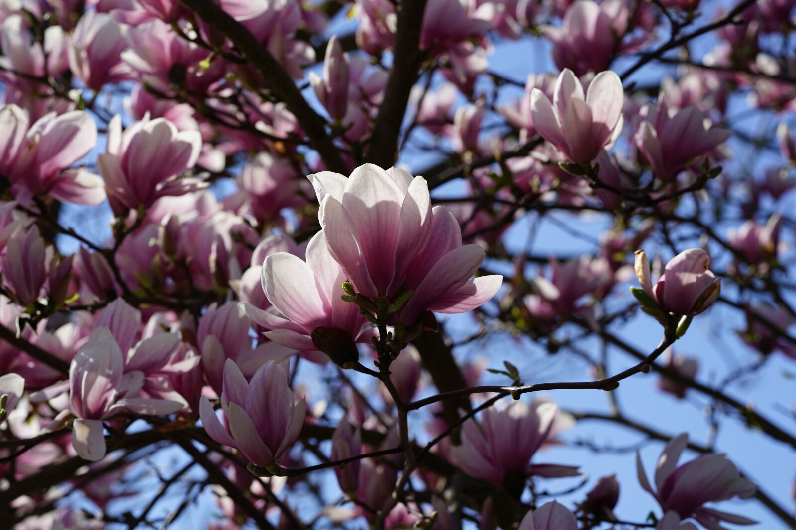 Sony a7R II sample photo. Tulip magnolia, magnolia, magnolia photography