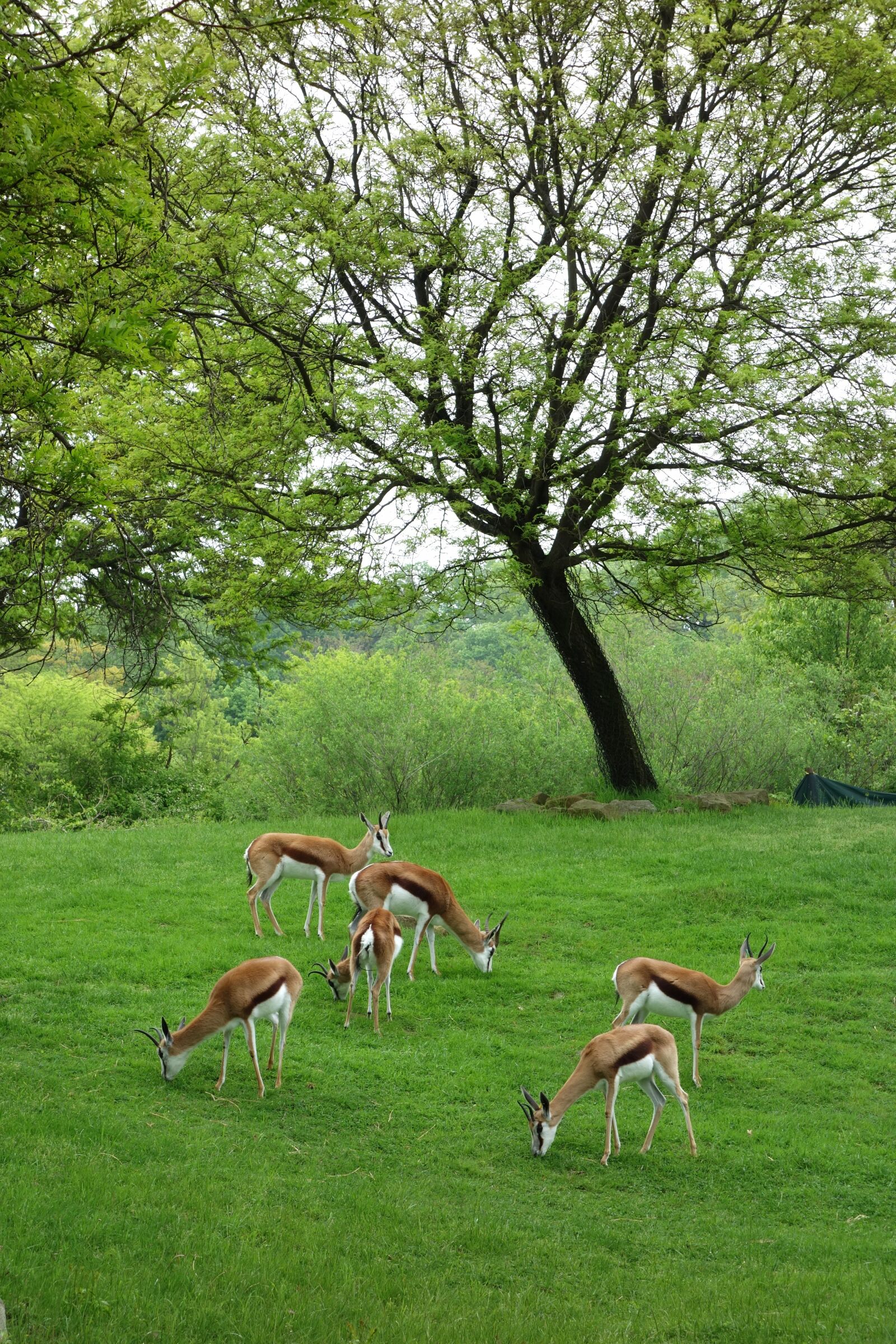 Sony Cyber-shot DSC-RX100 sample photo. Antelopes, pittsburgh, zoo photography