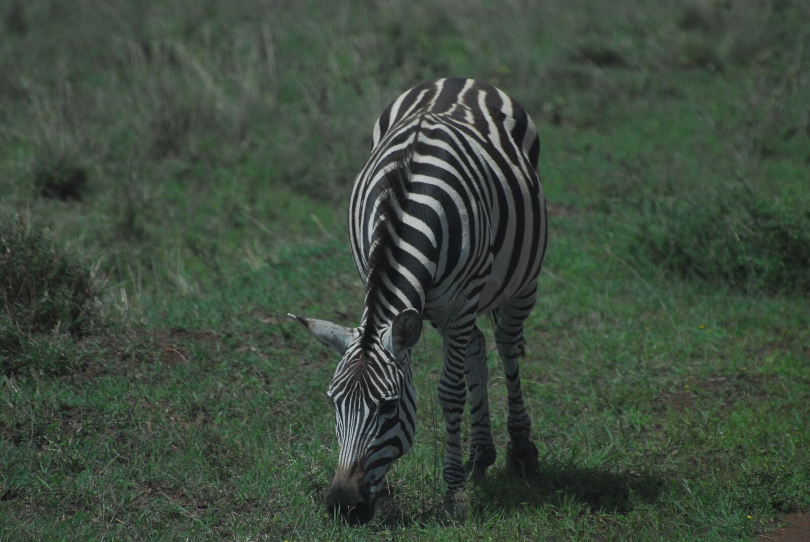 Nikon D200 sample photo. Zebra, safari, africa photography