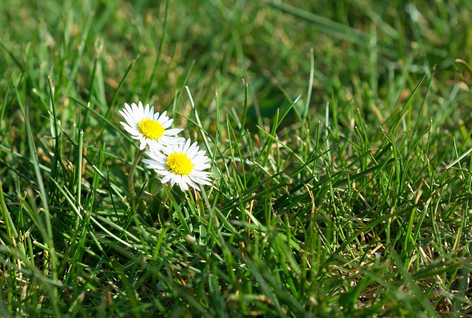 Nikon D3300 sample photo. Meadow, daisy, spring photography