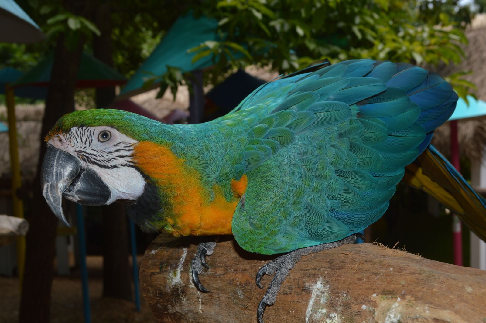 Nikon D3200 sample photo. Parrot, bird, macaw photography