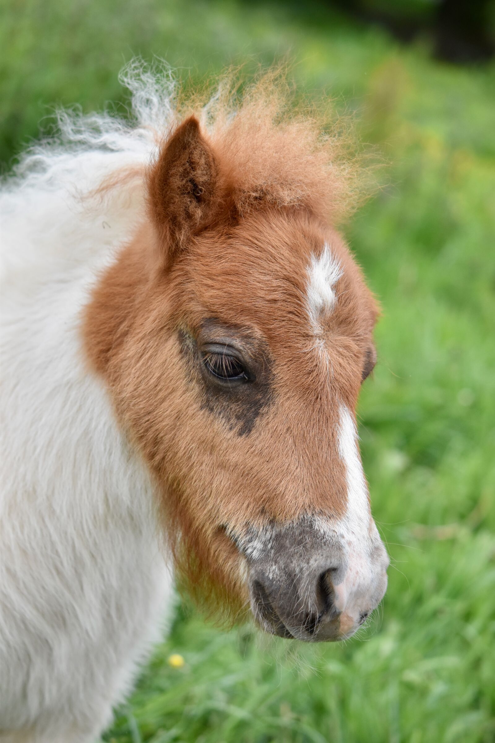 Nikon D5600 sample photo. Pony, portrait of shetland photography