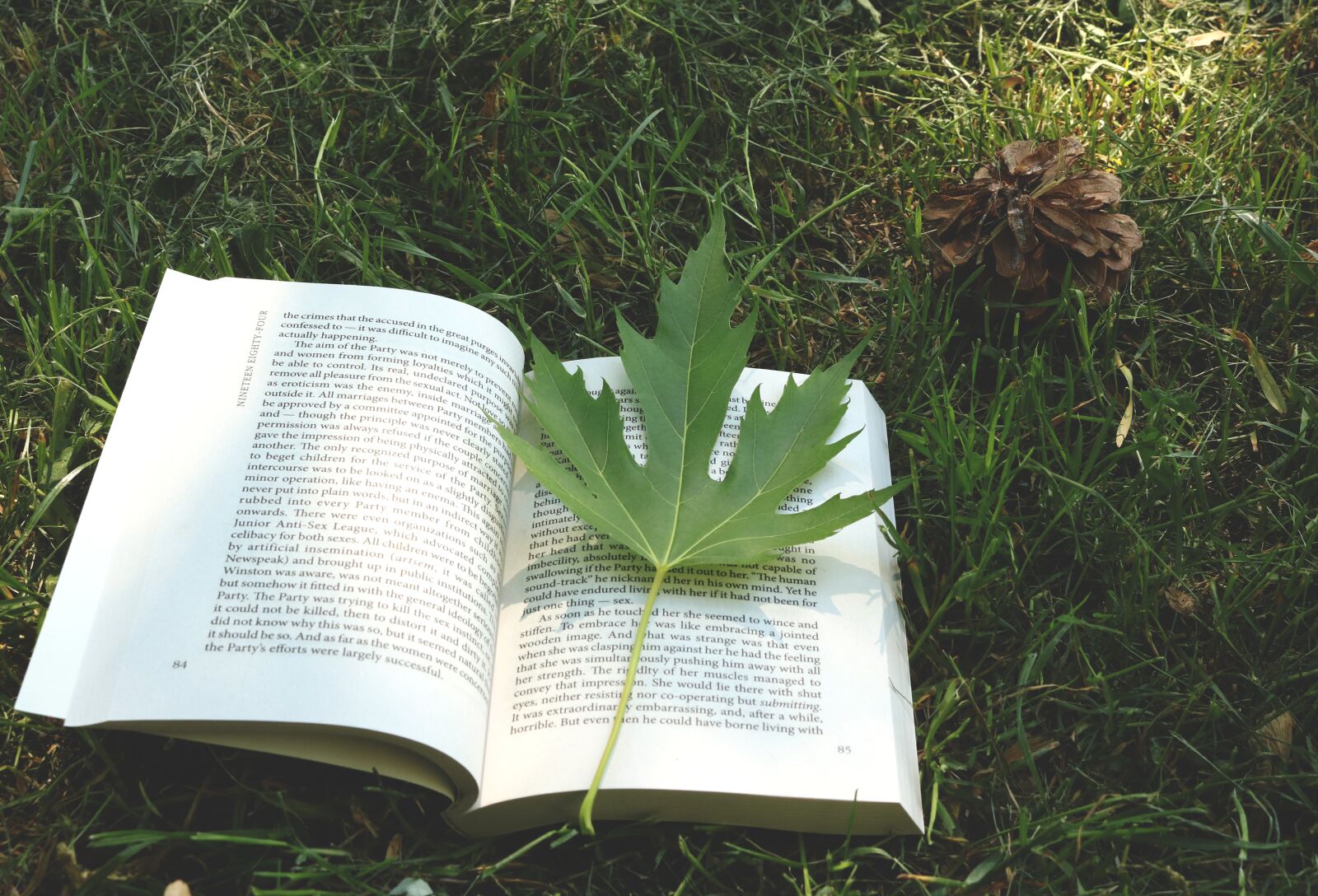 Canon EOS 750D (EOS Rebel T6i / EOS Kiss X8i) sample photo. Book, sheet, grass photography