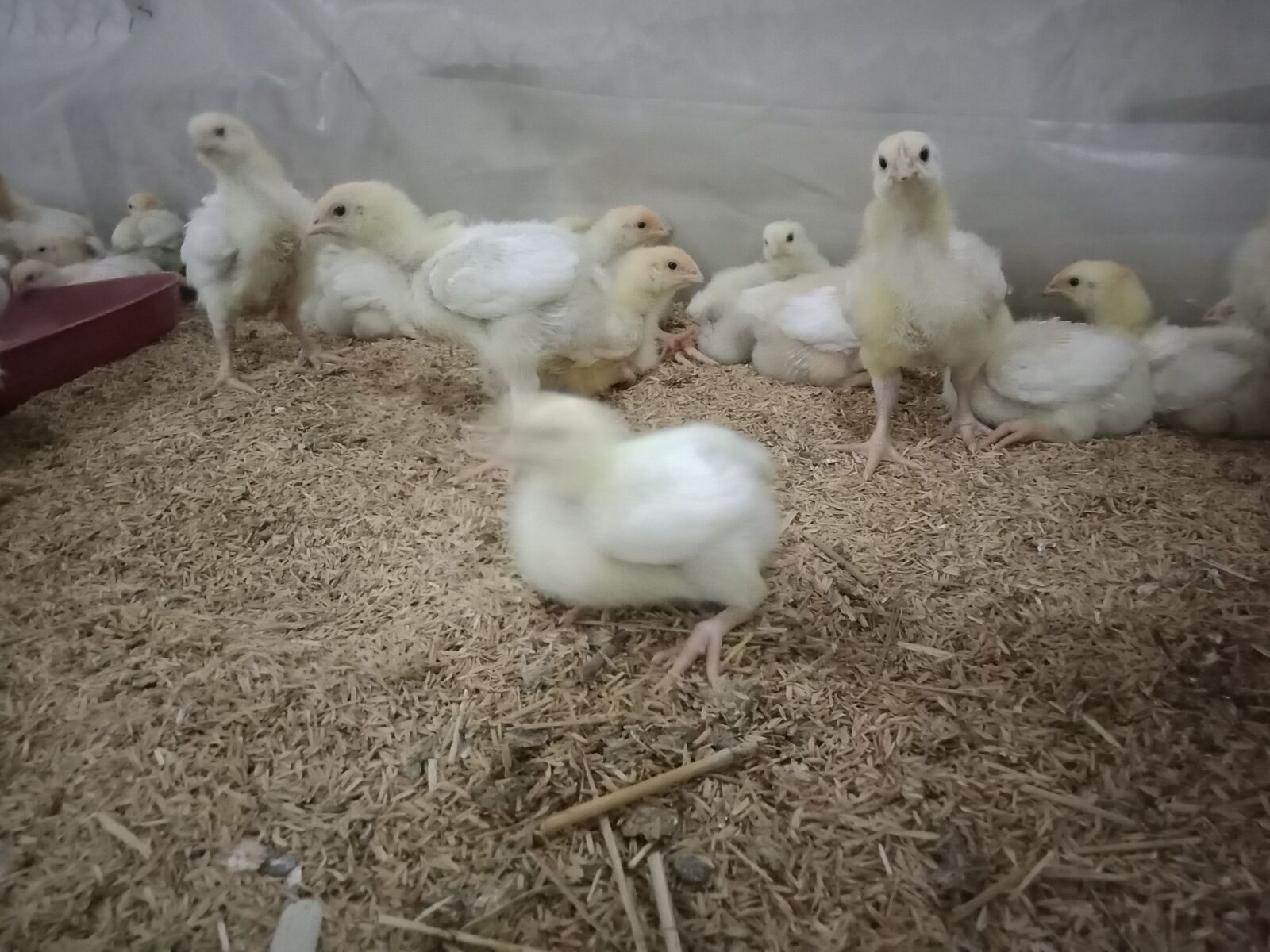 OPPO A83 sample photo. Chick, broiler, breeder photography