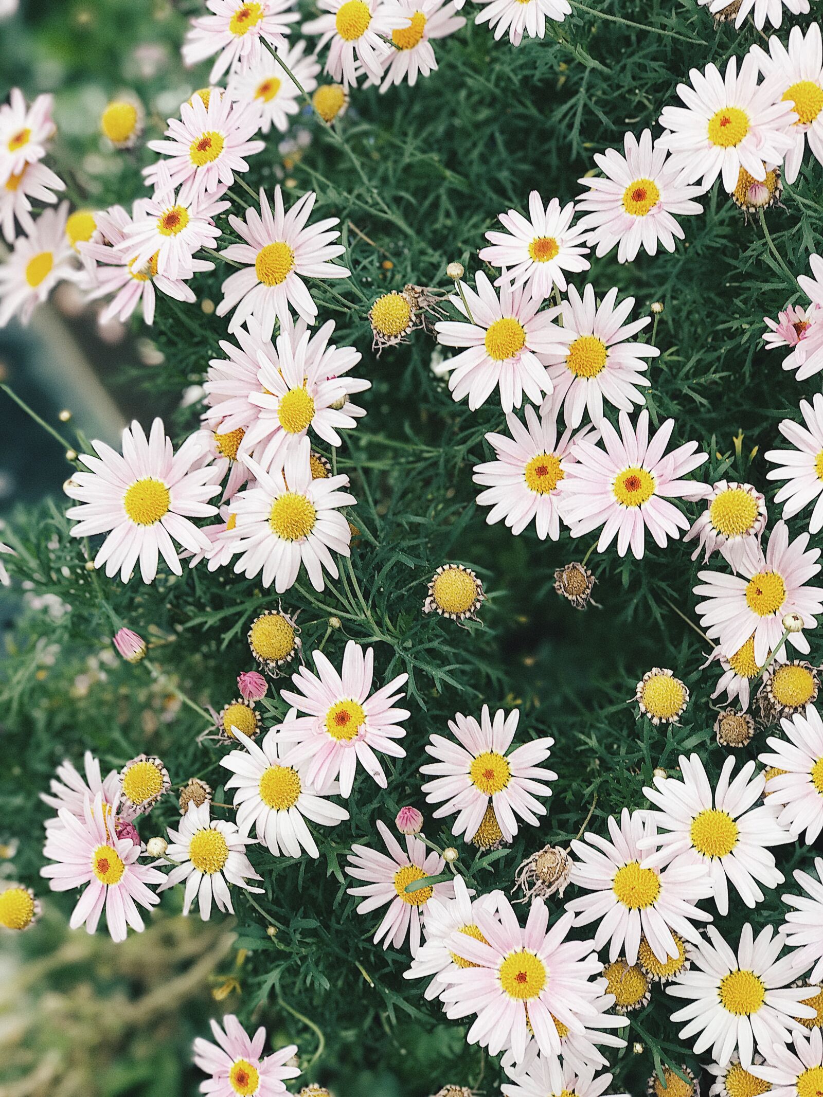 Apple iPhone 7 Plus sample photo. Cluster, of, daisies photography