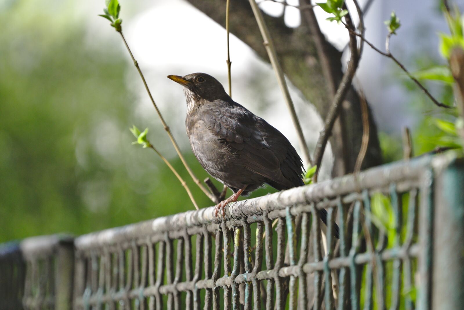 Sony FE 70-300mm F4.5-5.6 G OSS sample photo. Blackbird female, blackbird, throttle photography