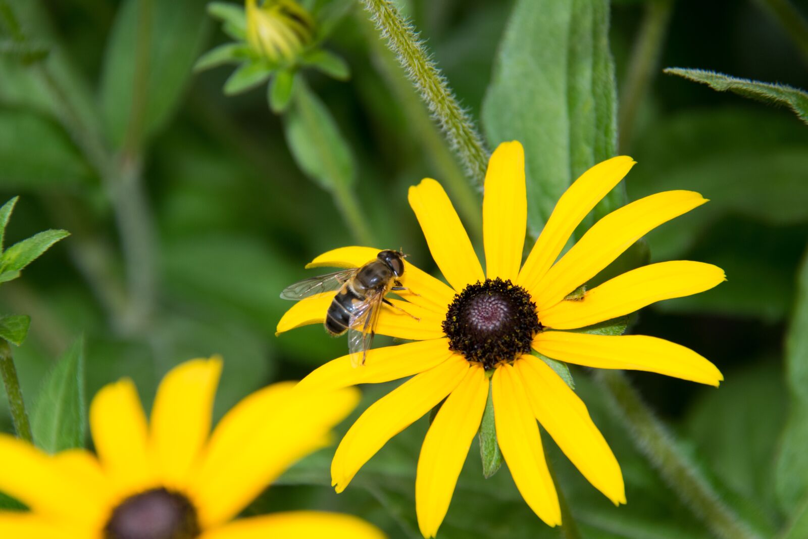 Nikon D5300 sample photo. Fly, hoverfly, yellow photography