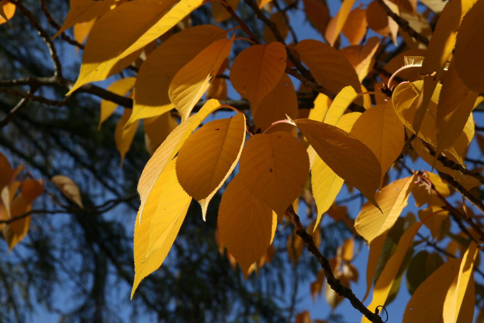 Canon EOS 400D (EOS Digital Rebel XTi / EOS Kiss Digital X) sample photo. Autumn, leaves, fall color photography