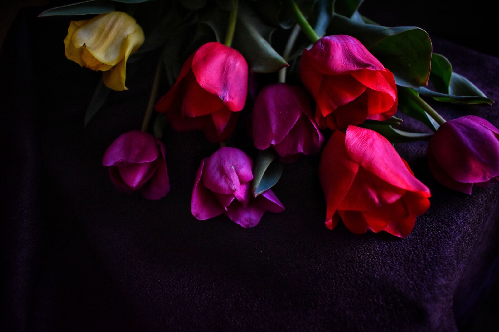 Nikon D3500 sample photo. Tulips, flowers, spring photography