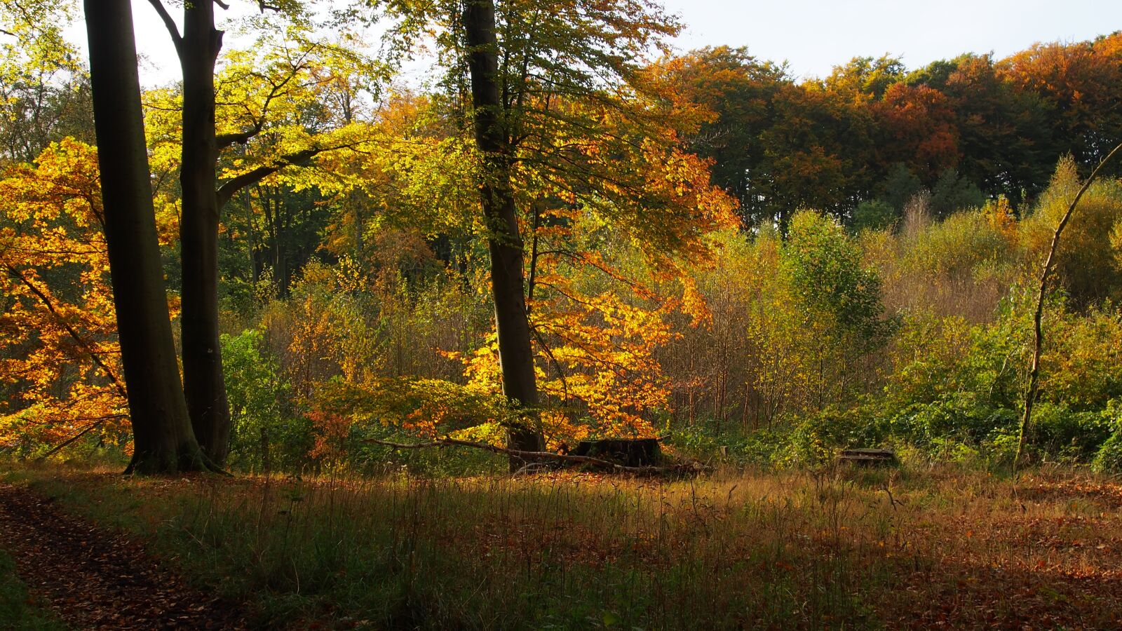 OLYMPUS M.12-50mm F3.5-6.3 sample photo. Forest, nature, trees photography