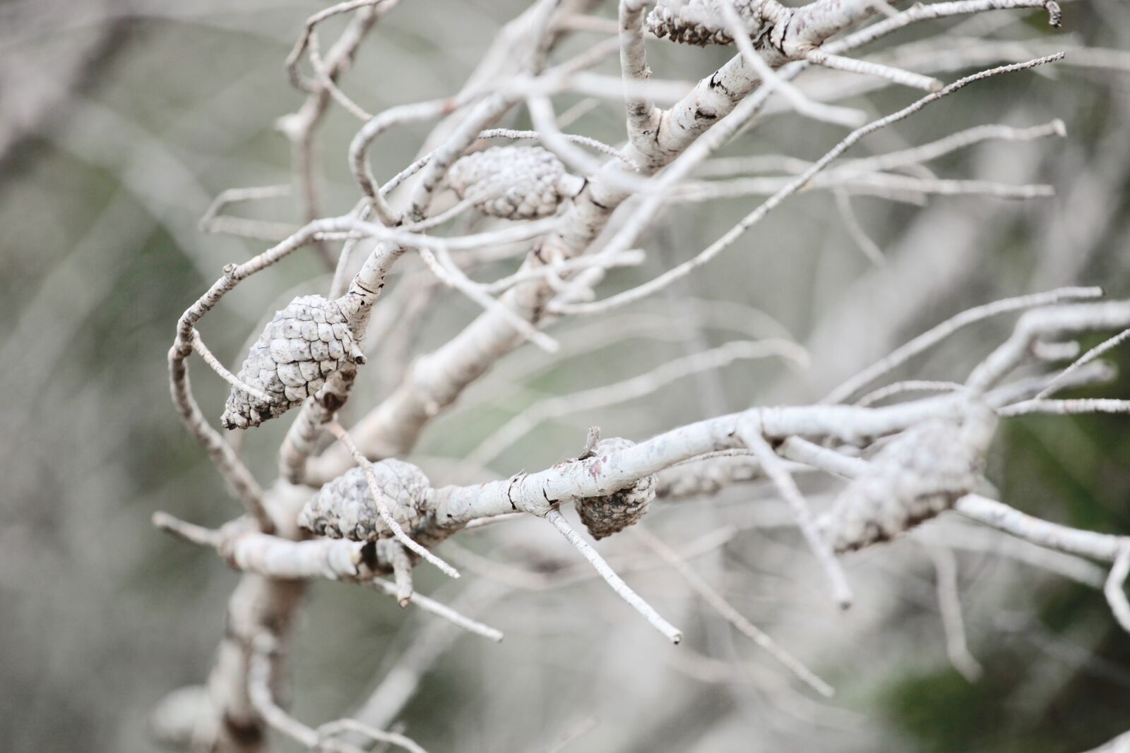 Canon EOS 5D Mark II sample photo. White, tree, nature photography
