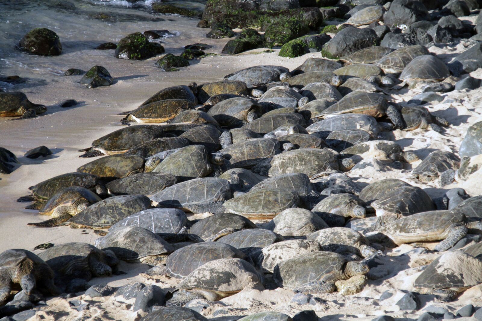 Canon EOS 7D sample photo. Turtle, green turtle, animal photography