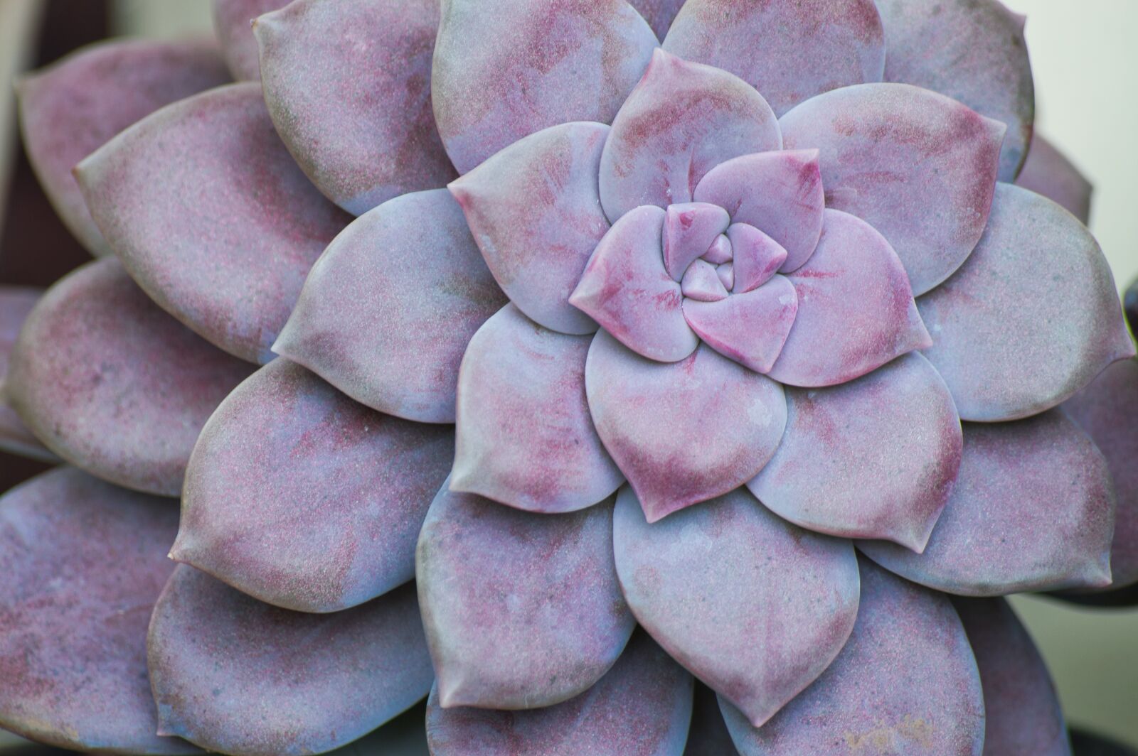 Nikon D3200 sample photo. Costa rica, succulent, garden photography