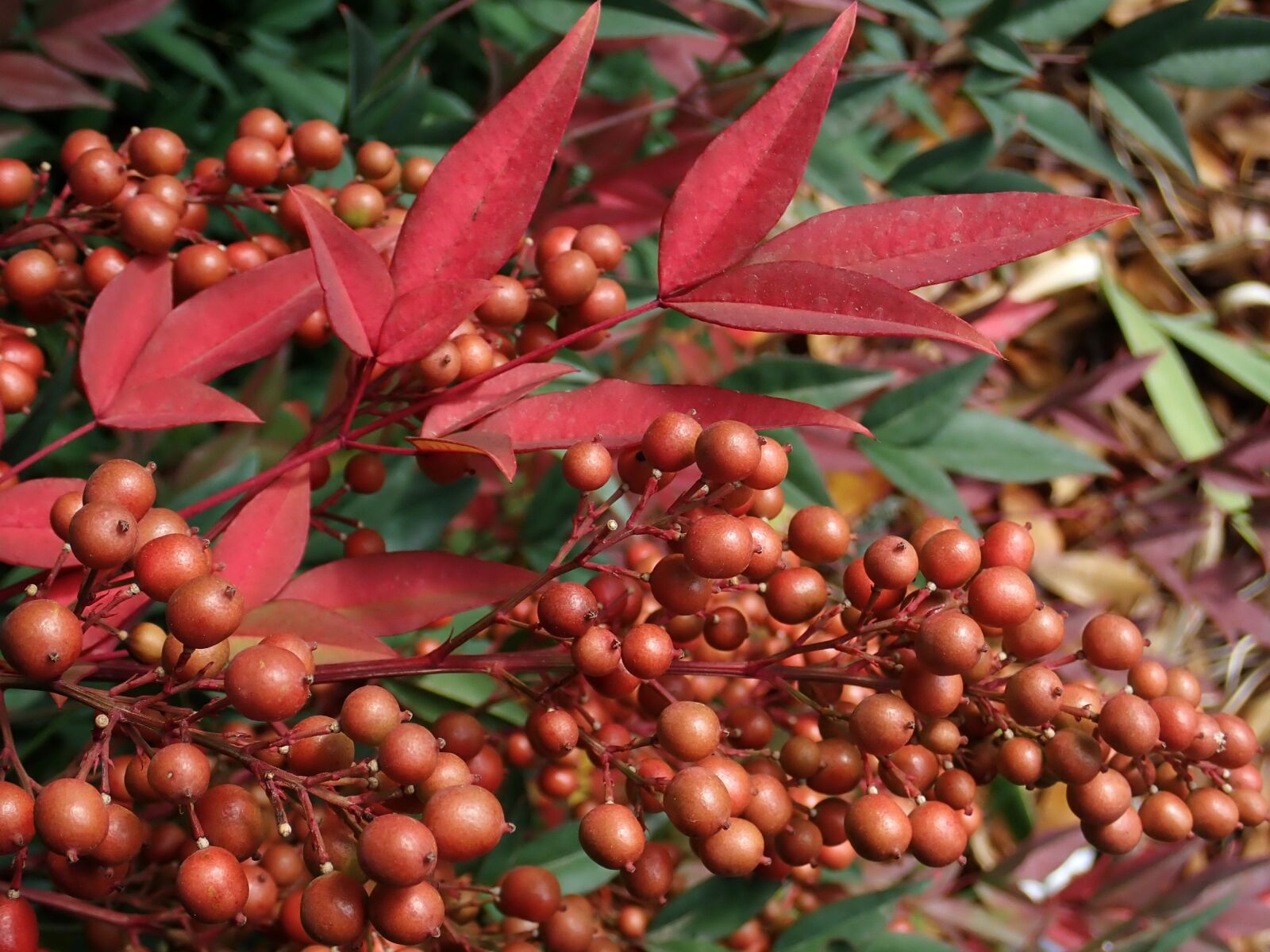Olympus TG-5 sample photo. Berries, nandina, leaves photography