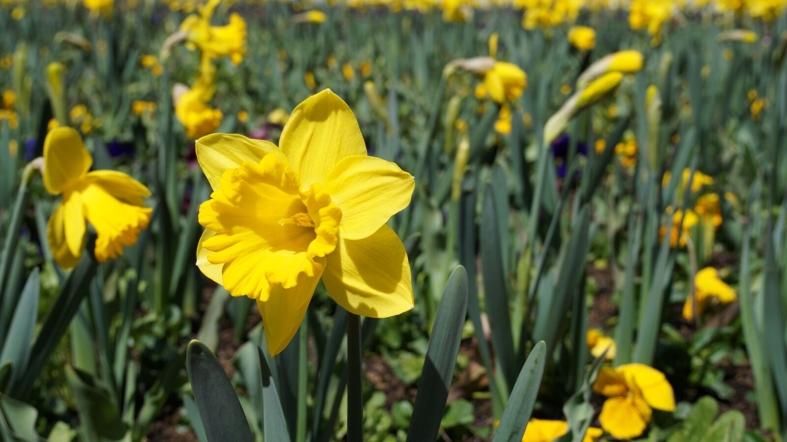 Sony Alpha a3500 sample photo. Daffodils, flowers, flower show photography