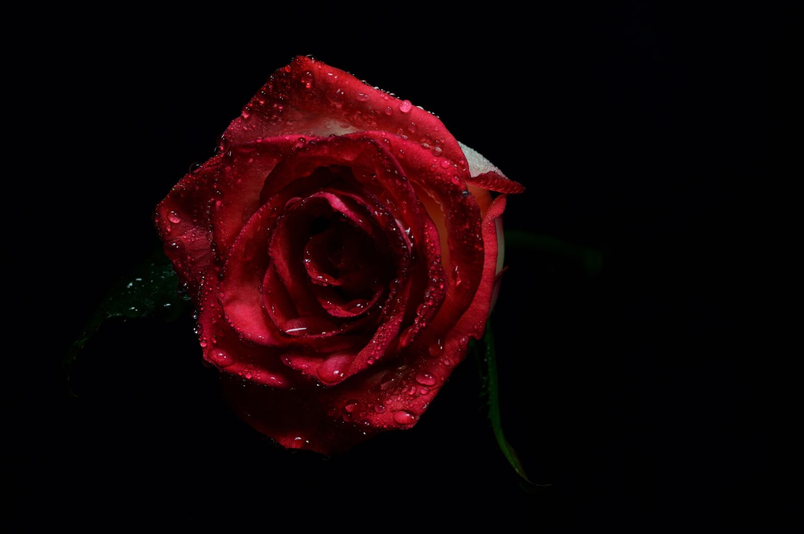 Nikon D3200 sample photo. Red, rosa, natural photography