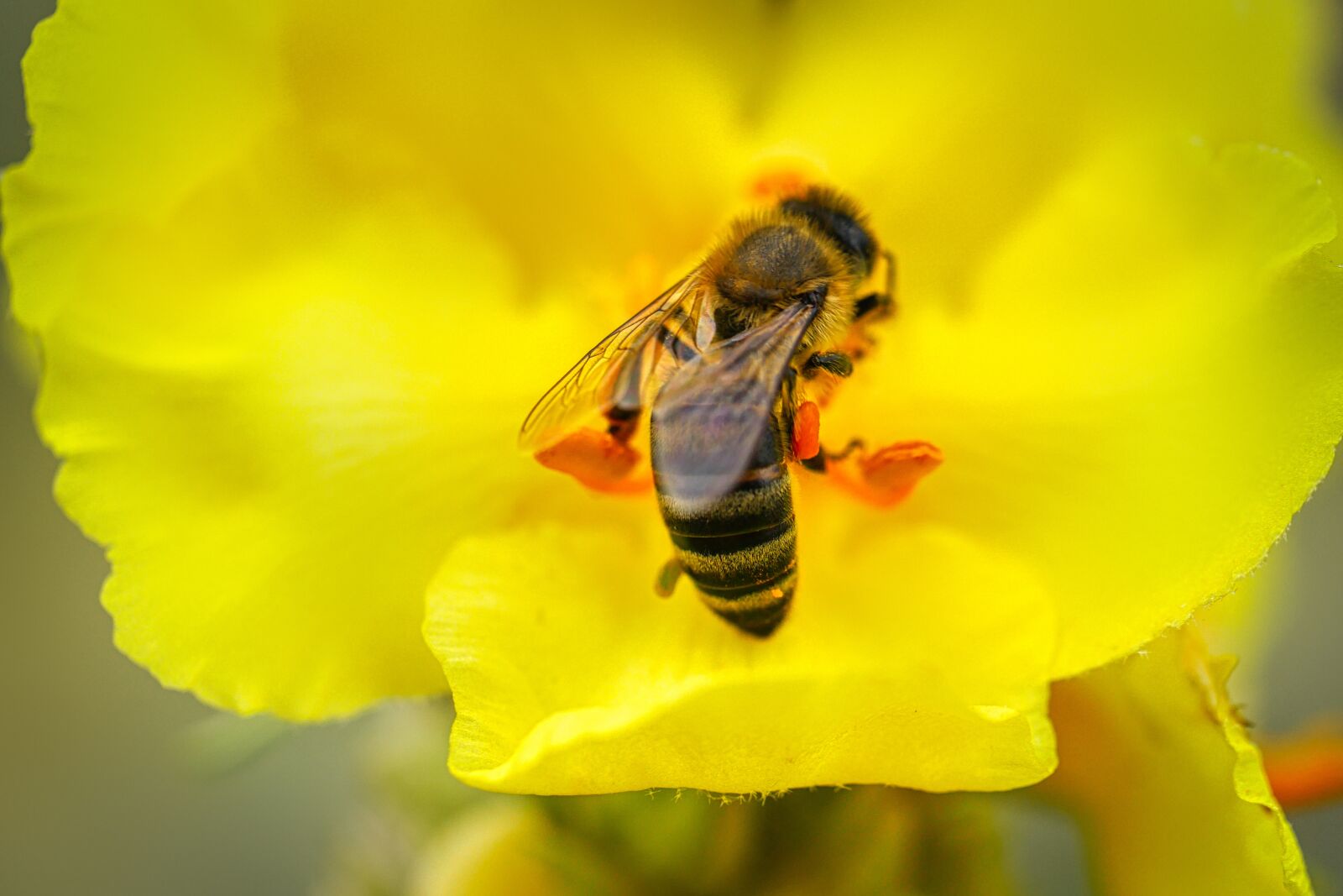 Panasonic Lumix DMC-GX8 sample photo. Bee, flower, petal photography