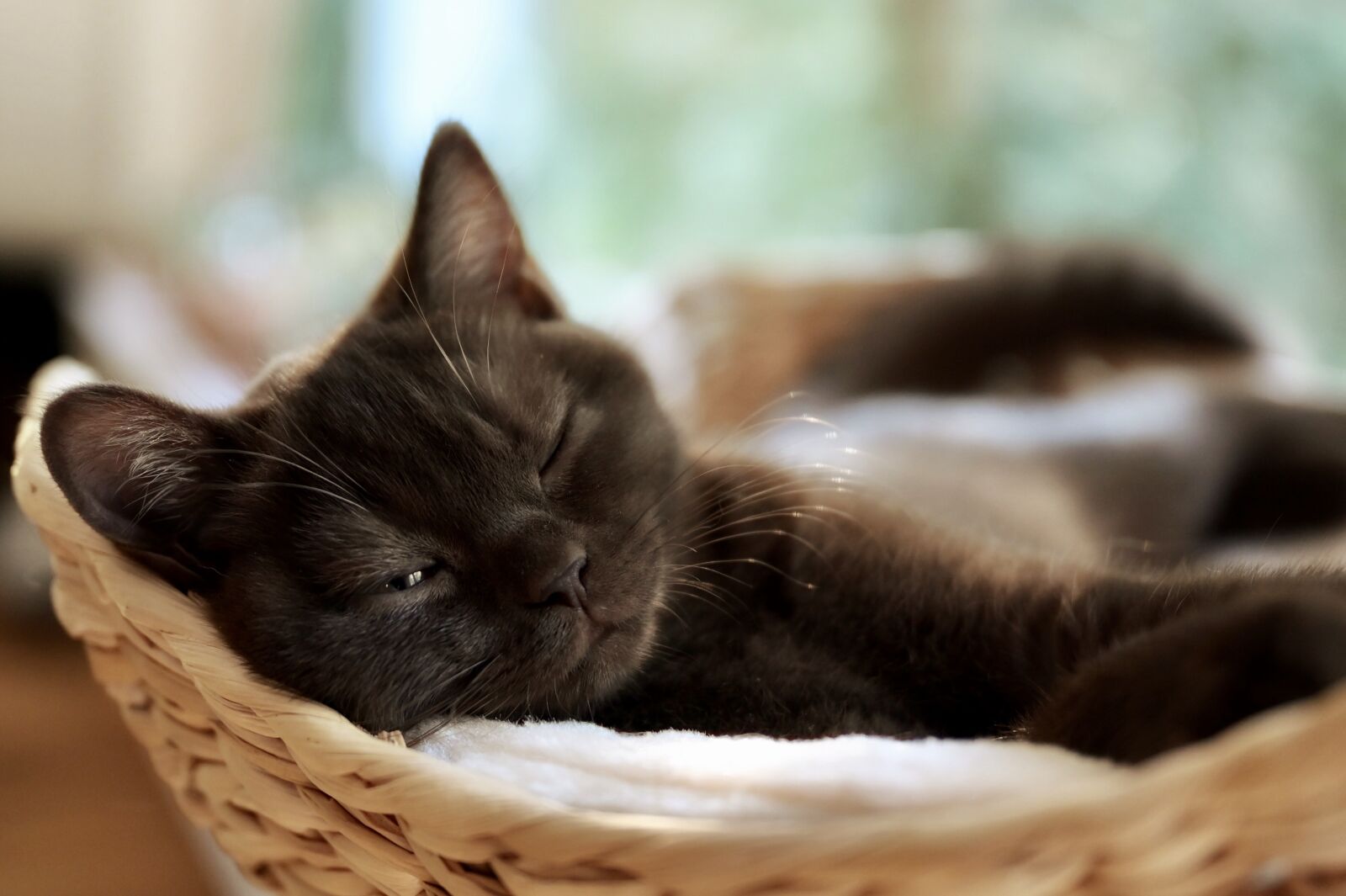 Nikon Z6 sample photo. Cat, kitten, eyes photography