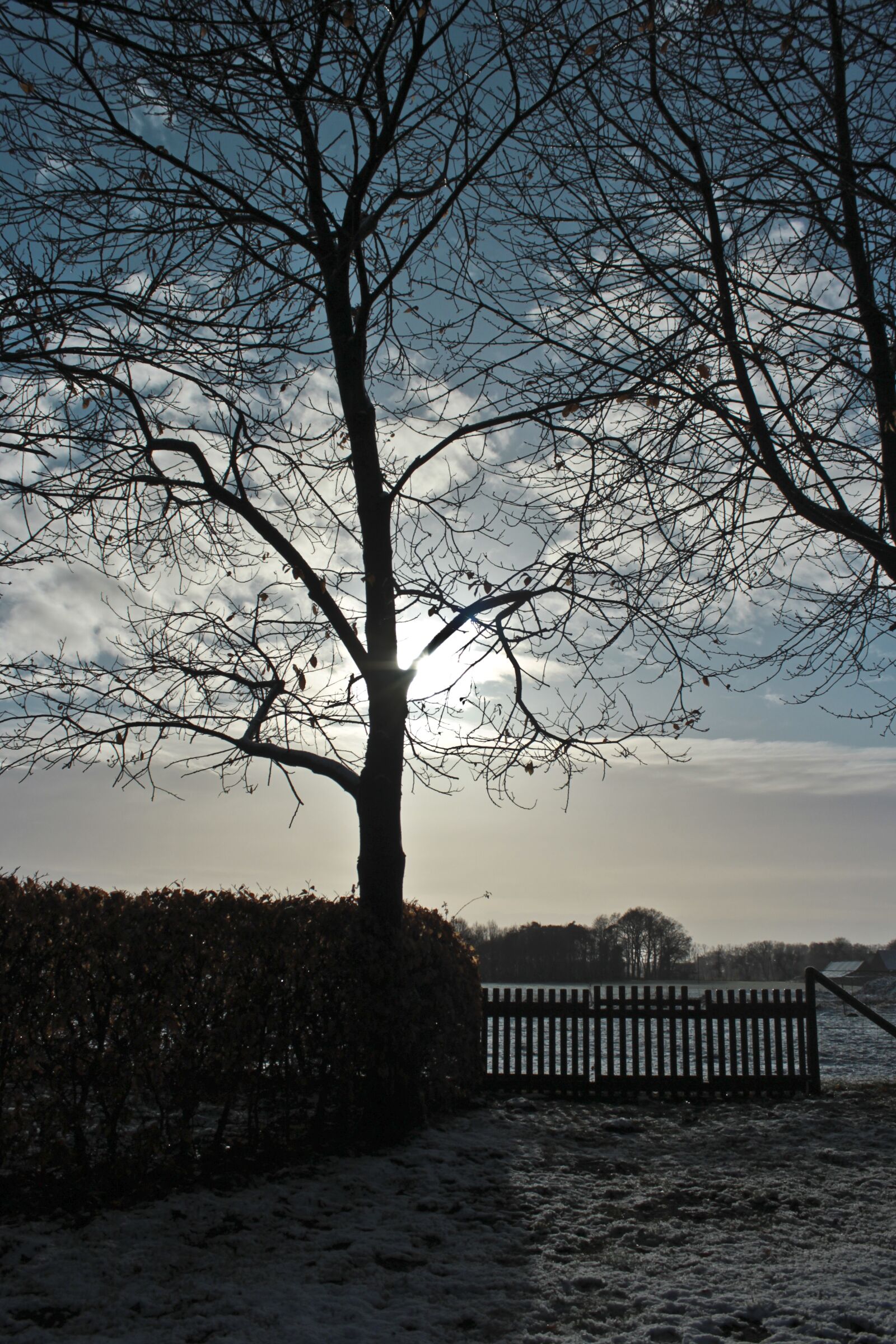 Canon EOS 1300D (EOS Rebel T6 / EOS Kiss X80) sample photo. Nature, winter, tree photography