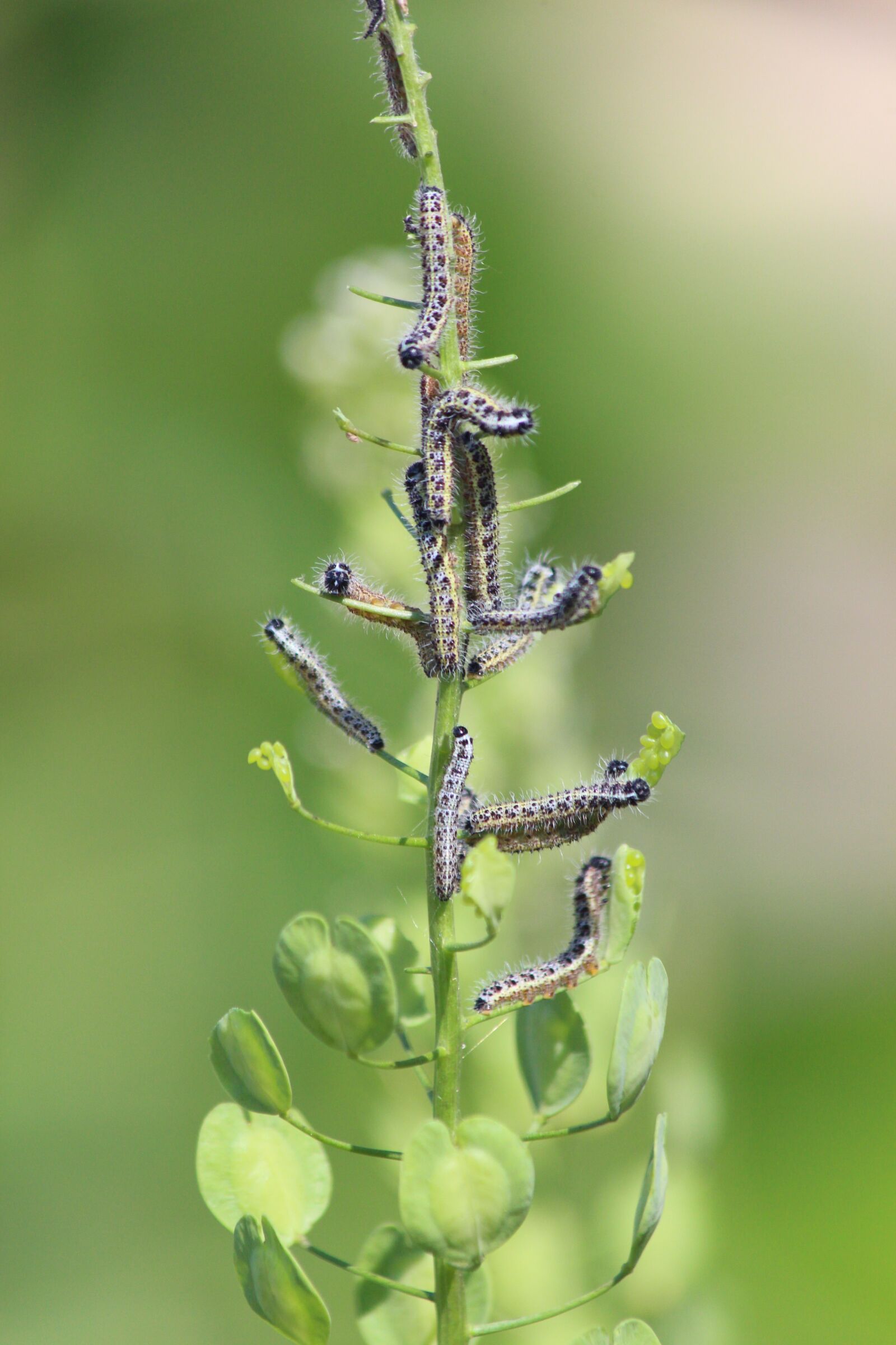 Canon EOS 650D (EOS Rebel T4i / EOS Kiss X6i) sample photo. The caterpillars, macro, nature photography