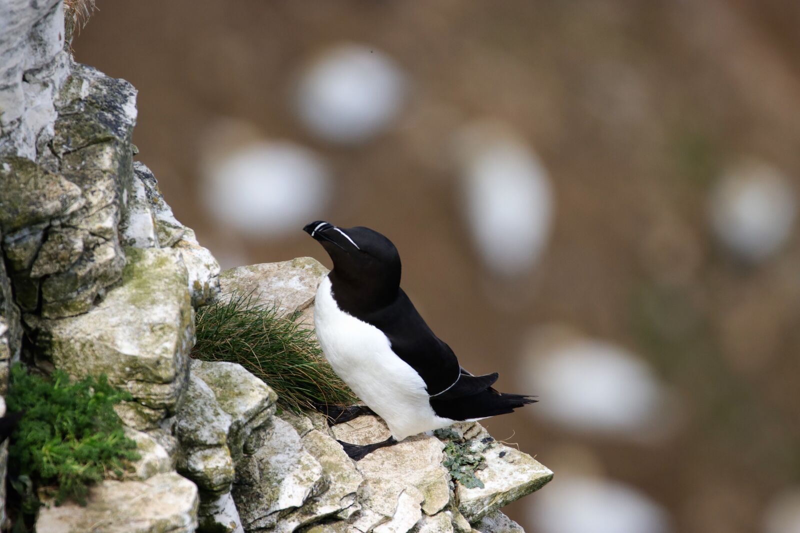 150-600mm F5-6.3 DG OS HSM | Contemporary 015 sample photo. Razorbill, bird, wildlife photography