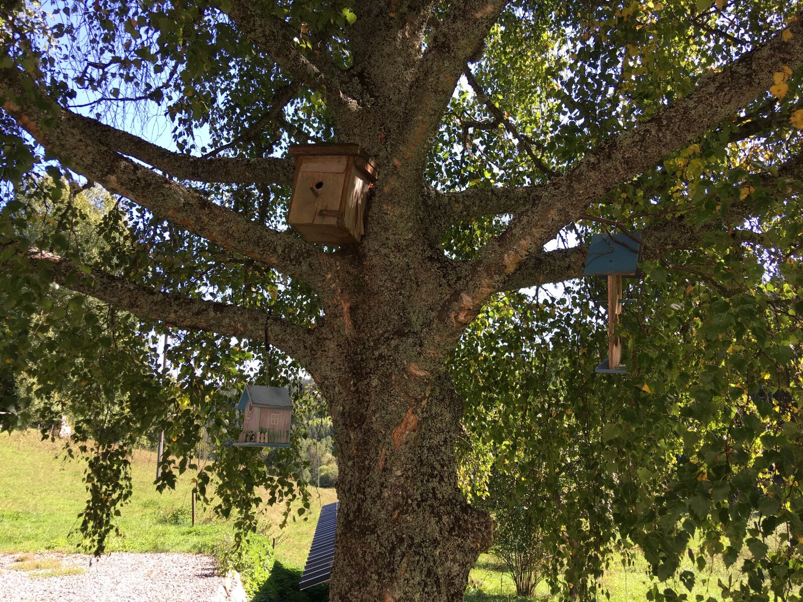 iPhone SE back camera 4.15mm f/2.2 sample photo. Nature, birdhouse, tree photography