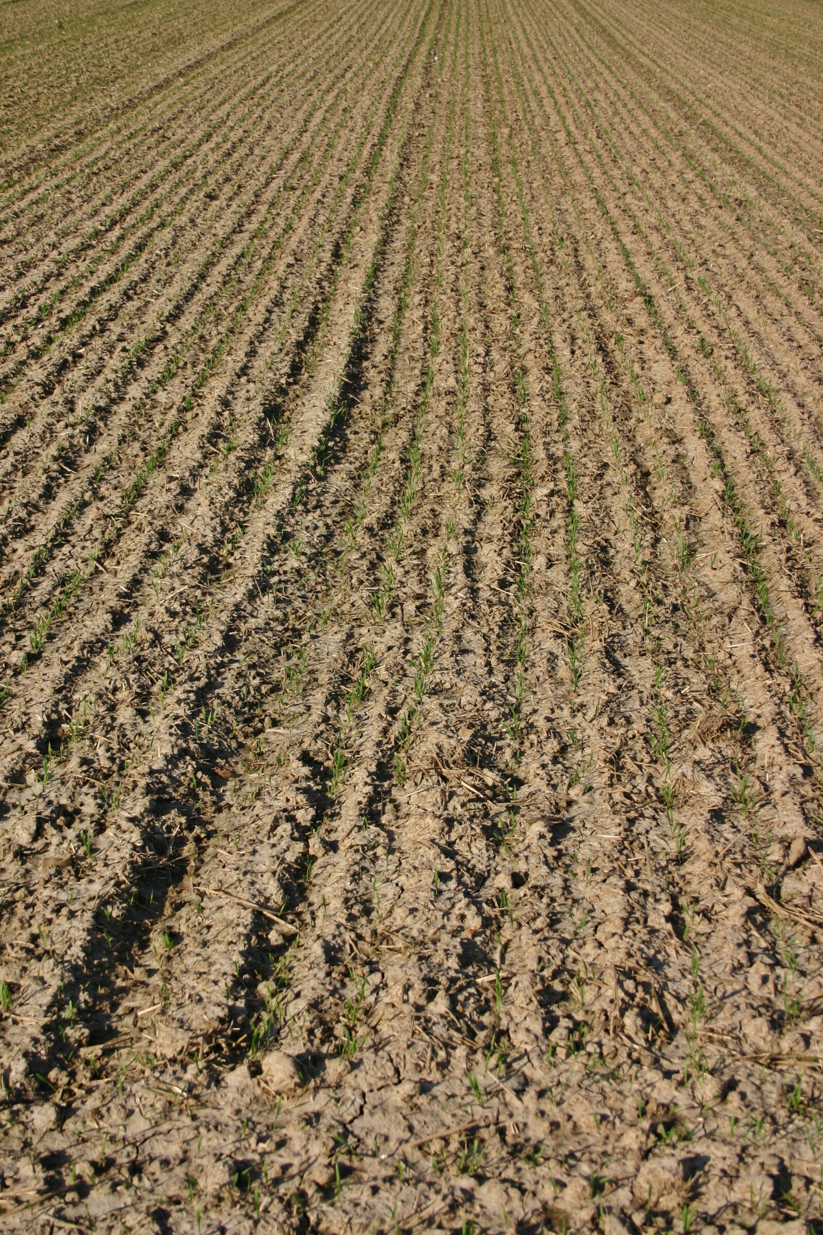 Canon EOS 300D (EOS Digital Rebel / EOS Kiss Digital) sample photo. Arable, farmland rut, furrow photography