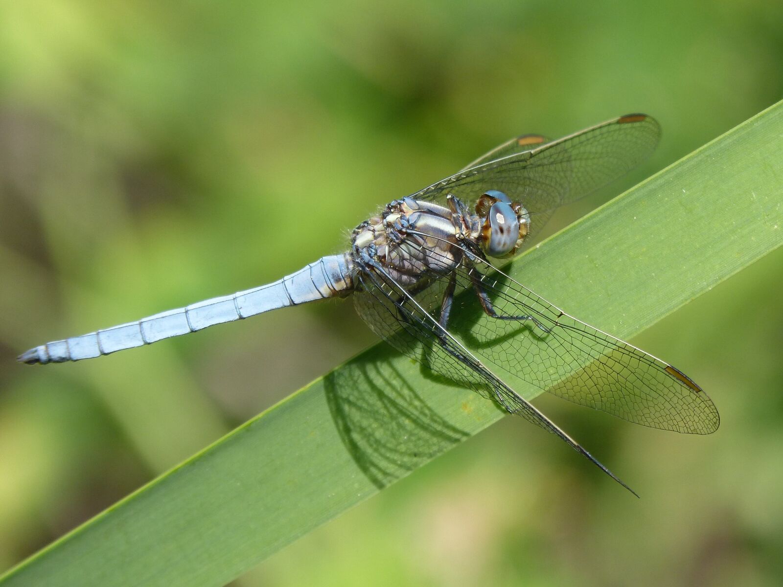 Panasonic DMC-FZ62 sample photo. Blue dragonfly, detail, beauty photography
