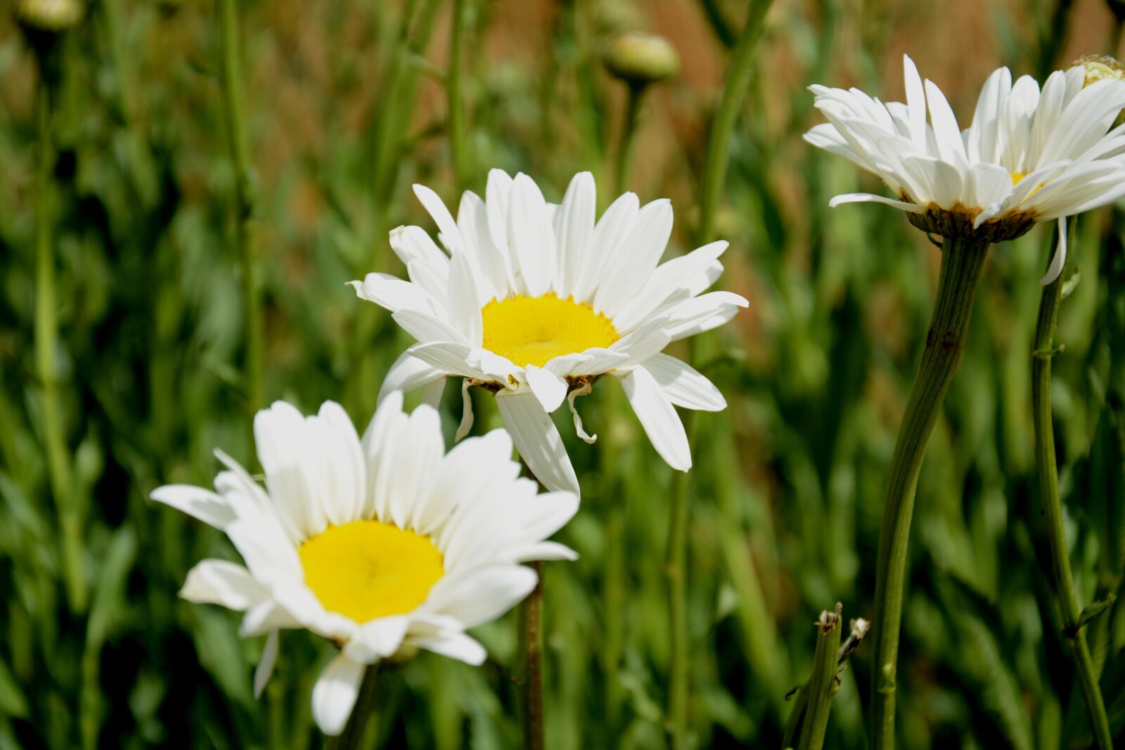 Nikon D5200 sample photo. Chamomile, summer, nature photography