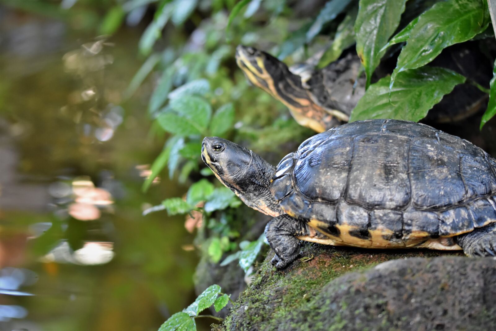 Nikon D7200 sample photo. Turtle, water turtle, reptile photography