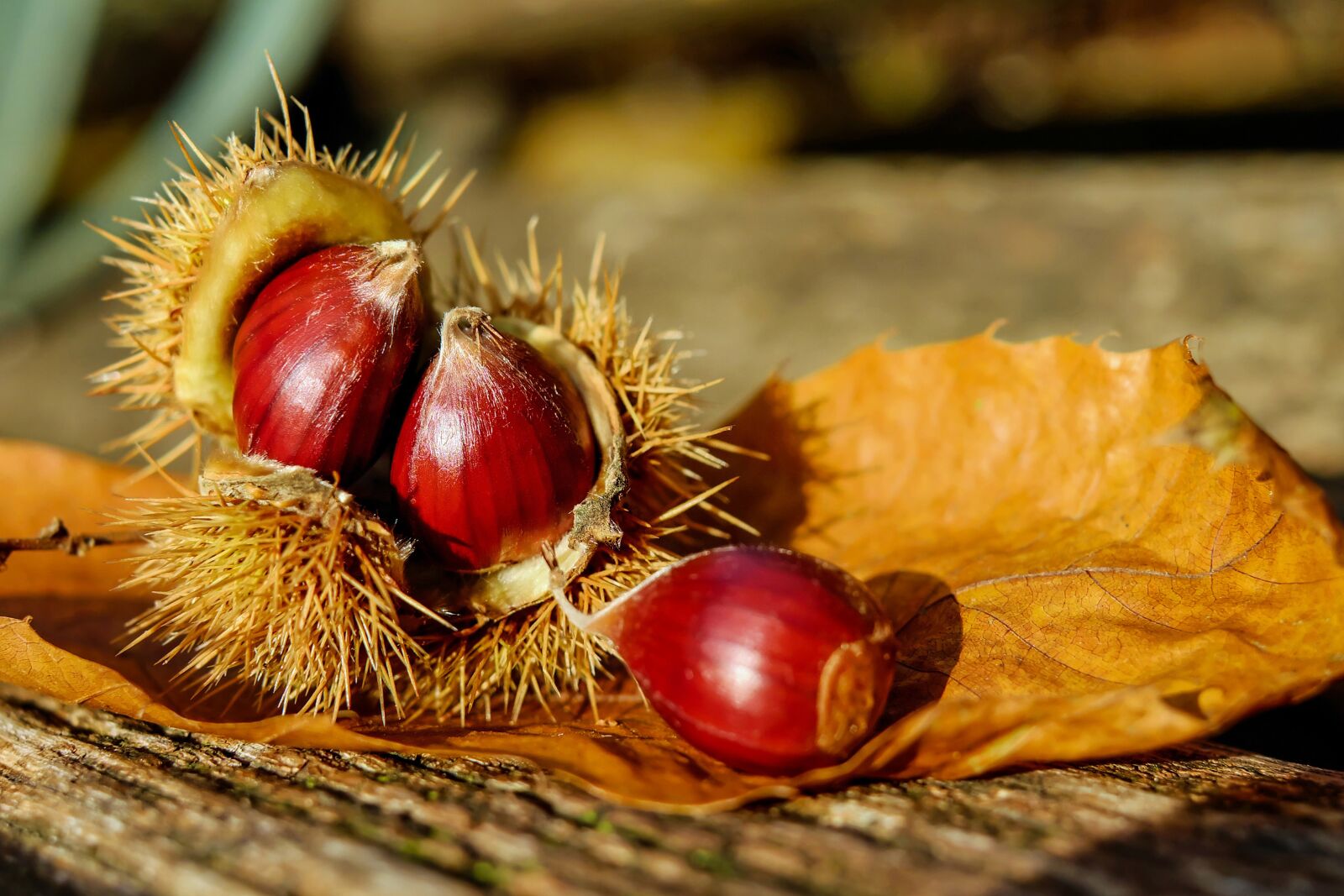 Fujifilm X-T10 + Fujifilm XF 35mm F1.4 R sample photo. Chestnut, chestnuts, fruit photography