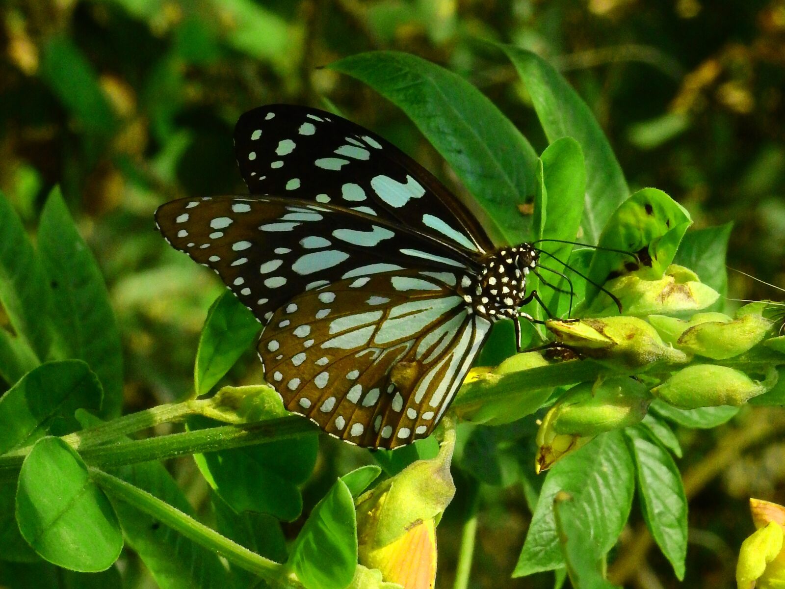 Nikon Coolpix P900 sample photo. Butterfly, nature, butterflies photography