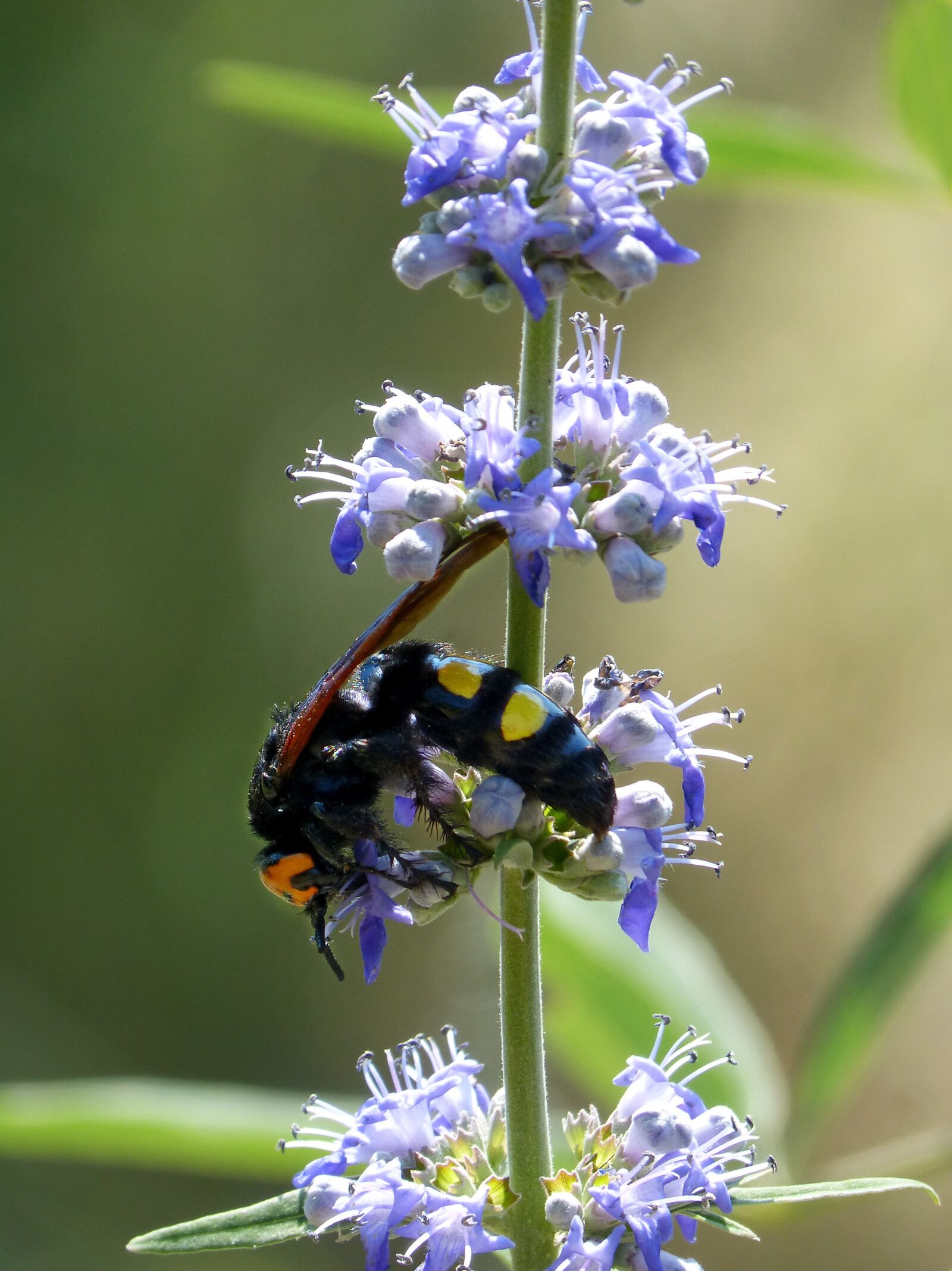 Panasonic DMC-FZ62 sample photo. Hornet, megascolia maculata, wild photography