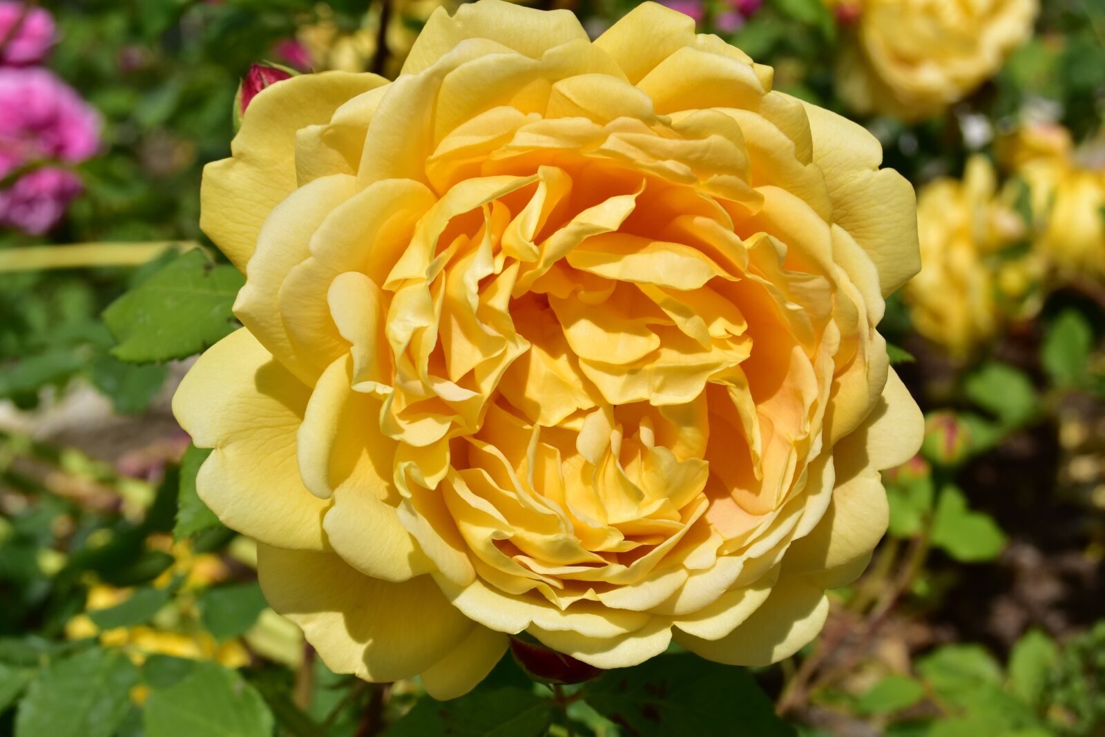 Nikon D5600 sample photo. Yellow rose, plant, flower photography