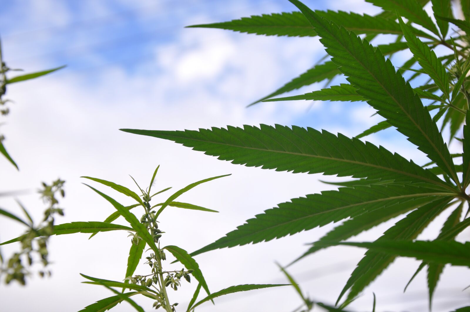 Nikon D90 sample photo. Marijuana, leaf, hashish photography
