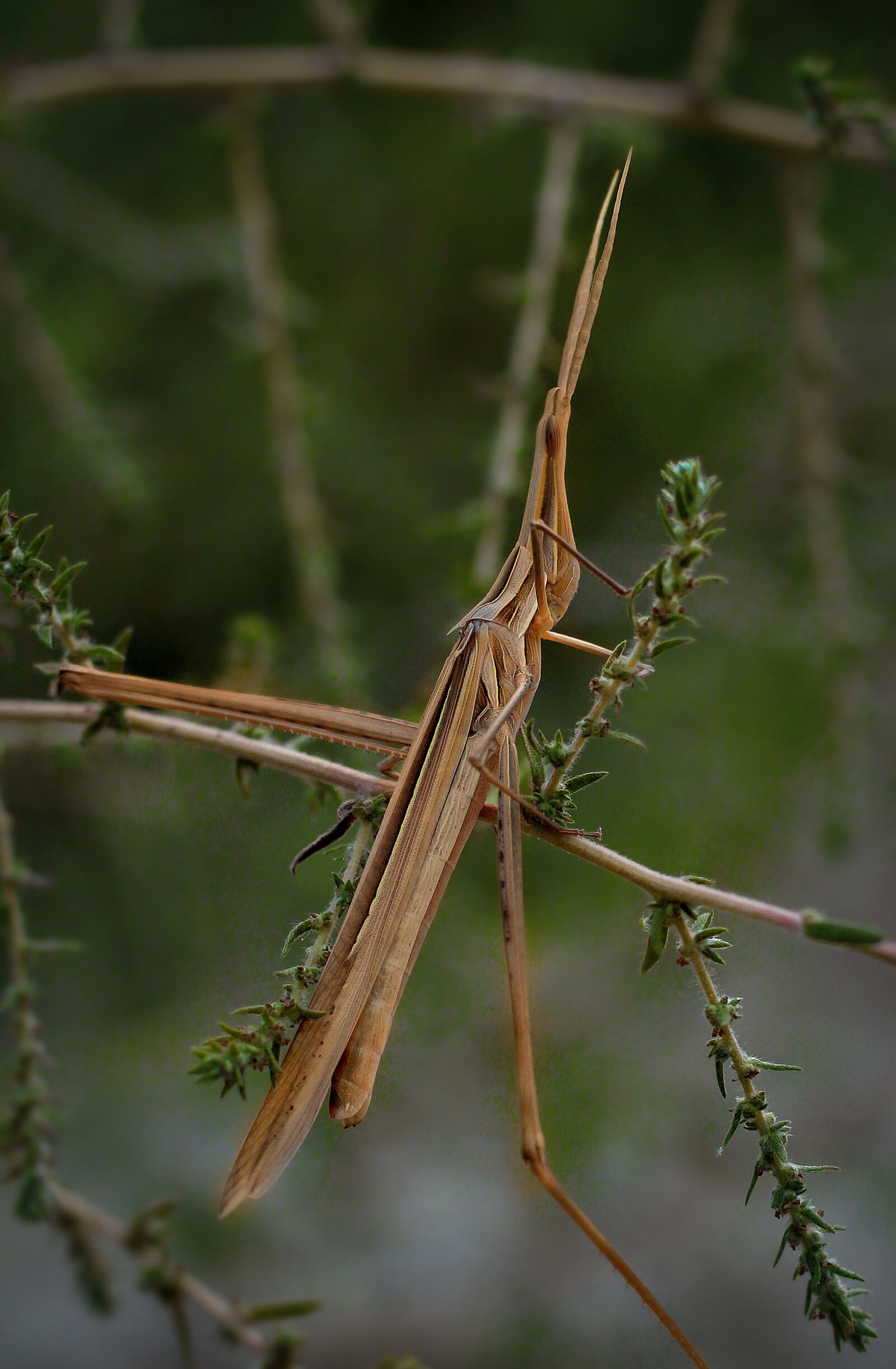 Canon EOS 700D (EOS Rebel T5i / EOS Kiss X7i) sample photo. Insects, pets, insect photography