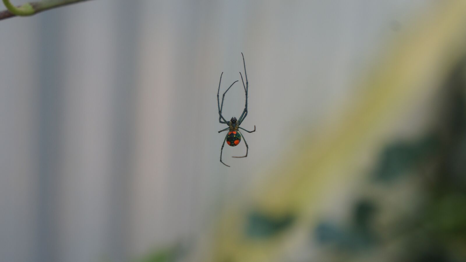 Sony Alpha a3000 sample photo. Spider, web, in photography