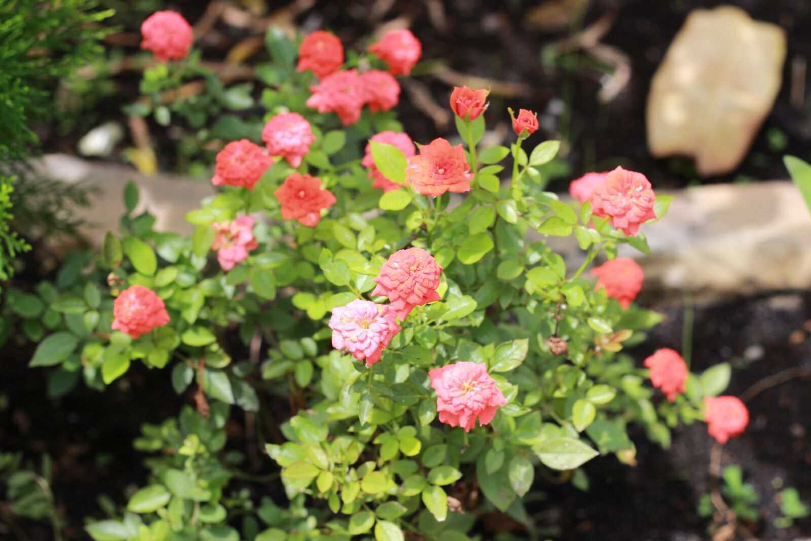 Canon EOS 600D (Rebel EOS T3i / EOS Kiss X5) + Canon EF 50mm F1.8 II sample photo. Roses, hong billion i photography