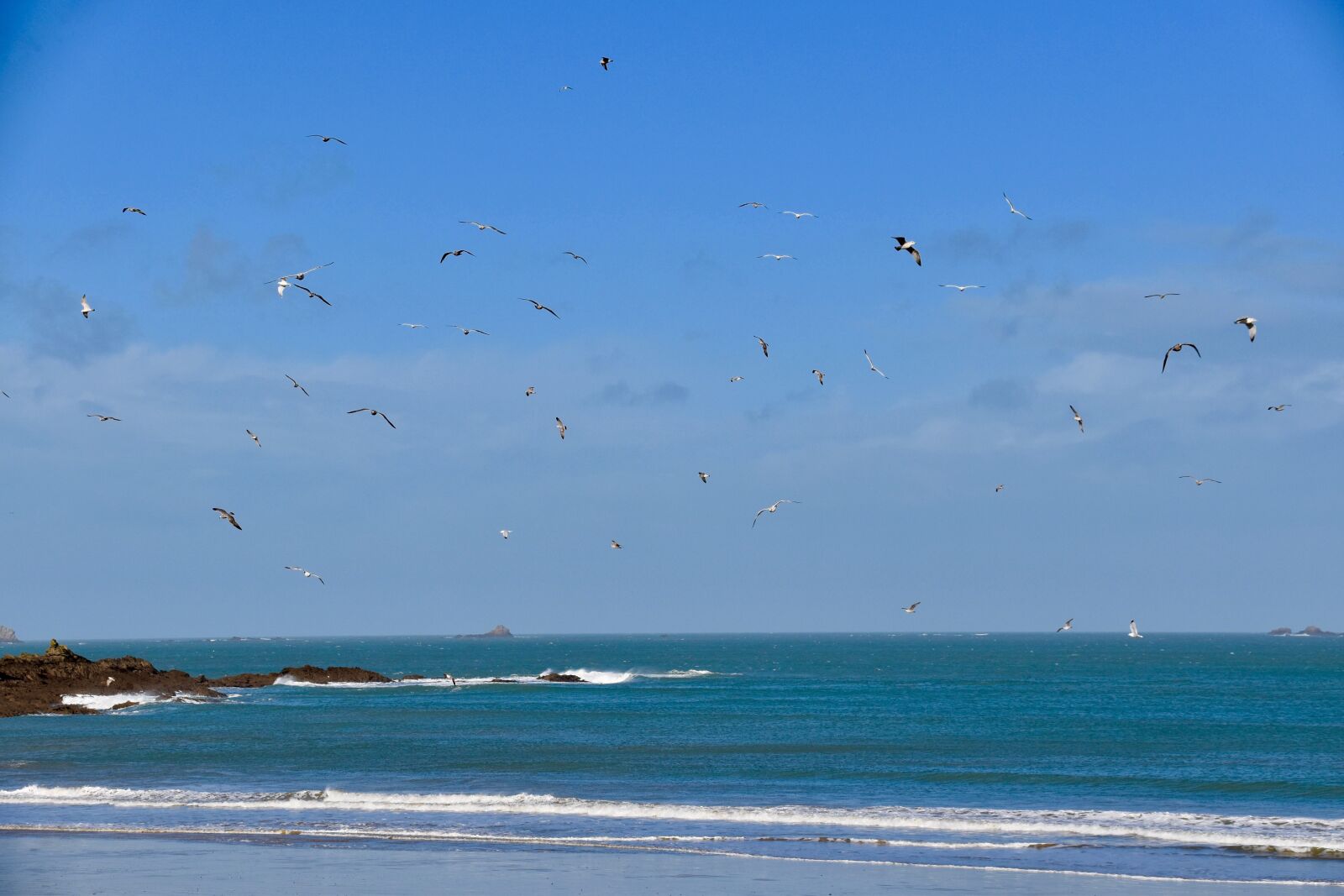 Nikon D5600 sample photo. Gulls, flying sea gulls photography