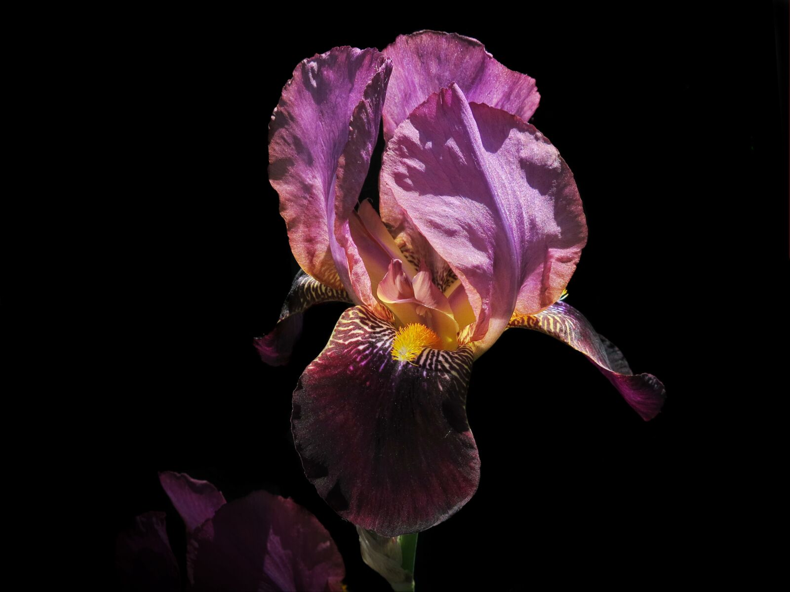 Canon PowerShot G15 sample photo. Bearded iris, iris, bright photography